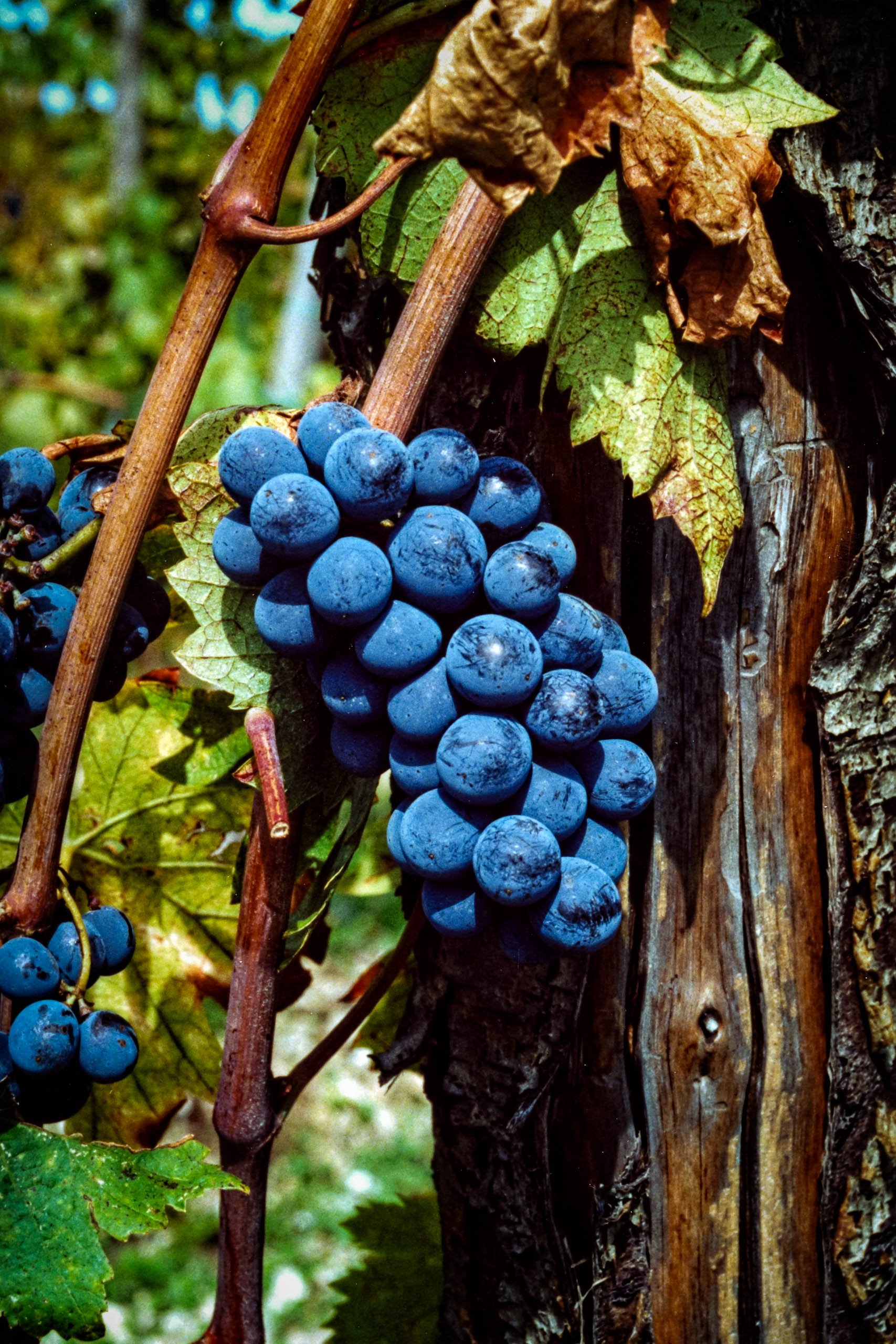 A cluster of deep blue-purple Sangiovese grapes hanging on the vine in Chianti, Italy, with dried autumn leaves and a weathered wooden post behind them