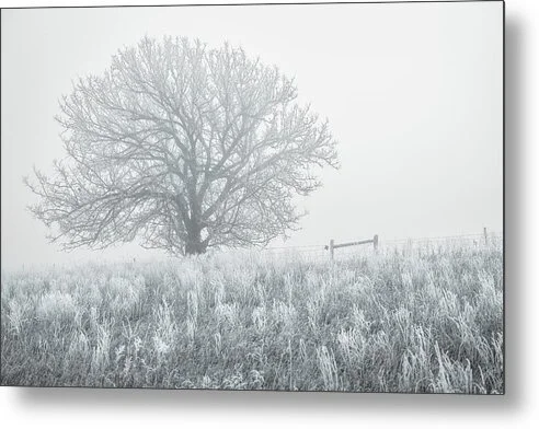 hoarfrost-kansas-frost-tree-in-ice-fog-robert-niemeier-2.jpg