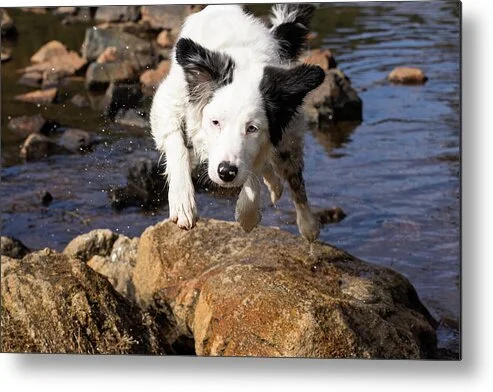 committed-border-collie-action-photography-robert-niemeier.jpg