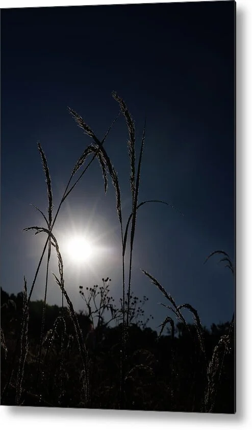 where-the-blades-cross-backlit-grass-quail-ridge-missouri-robert-niemeier.jpg