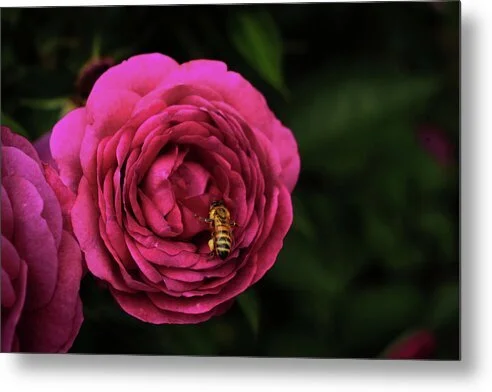 deep-in-the-rose-honeybee-on-magenta-rose-fine-art-print-robert-niemeier.jpg