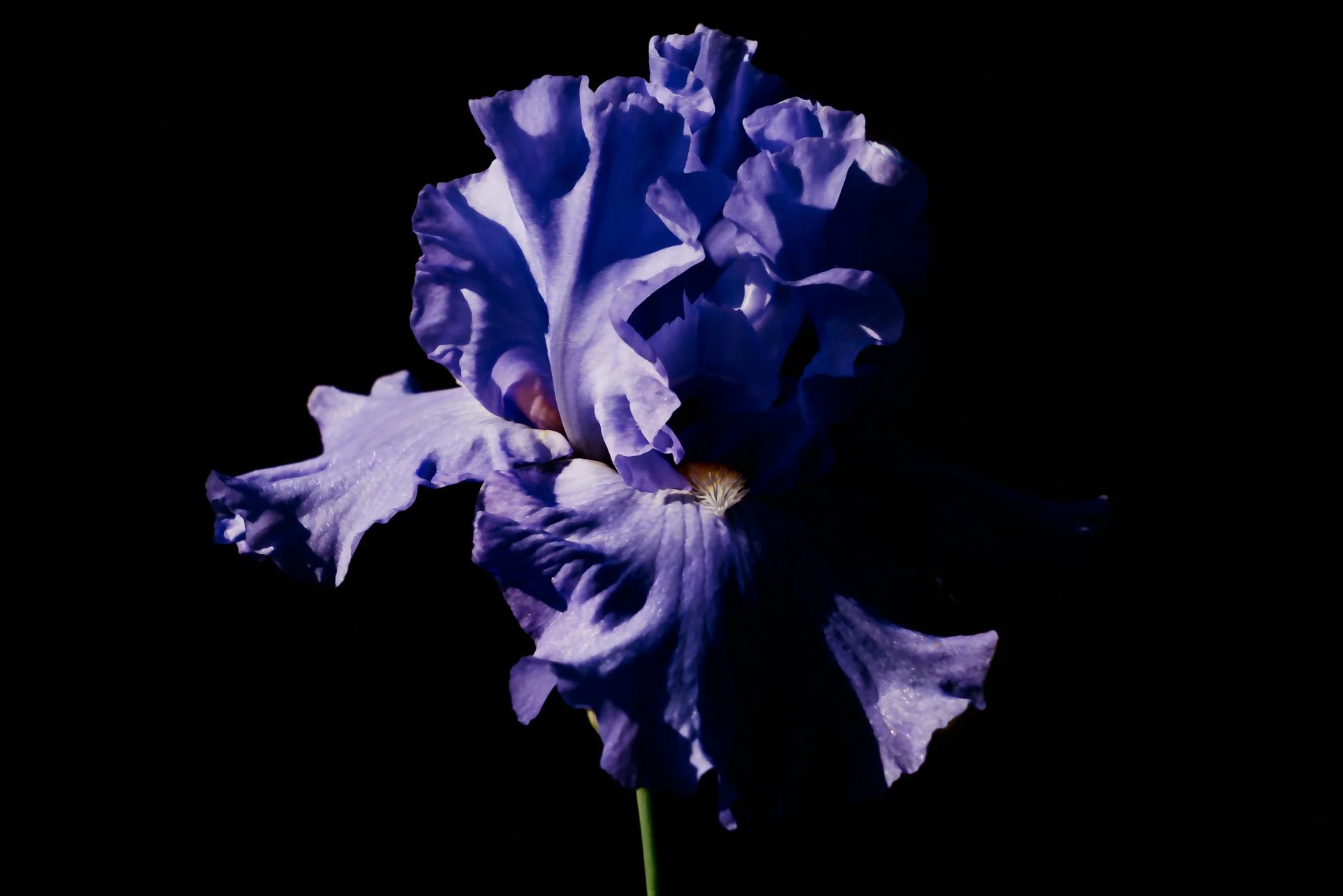 Lavender Rhapsody