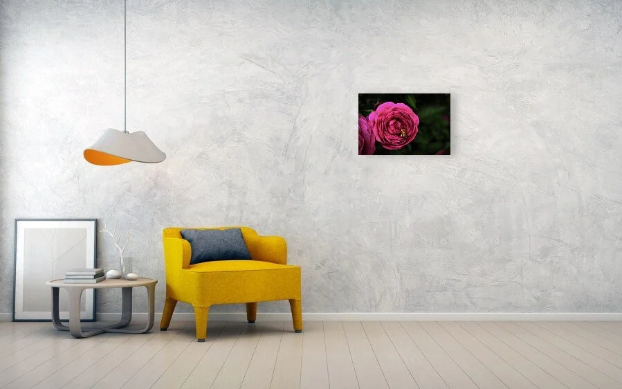 deep-in-the-rose-honeybee-on-magenta-rose-fine-art-print-robert-niemeier-3.jpg