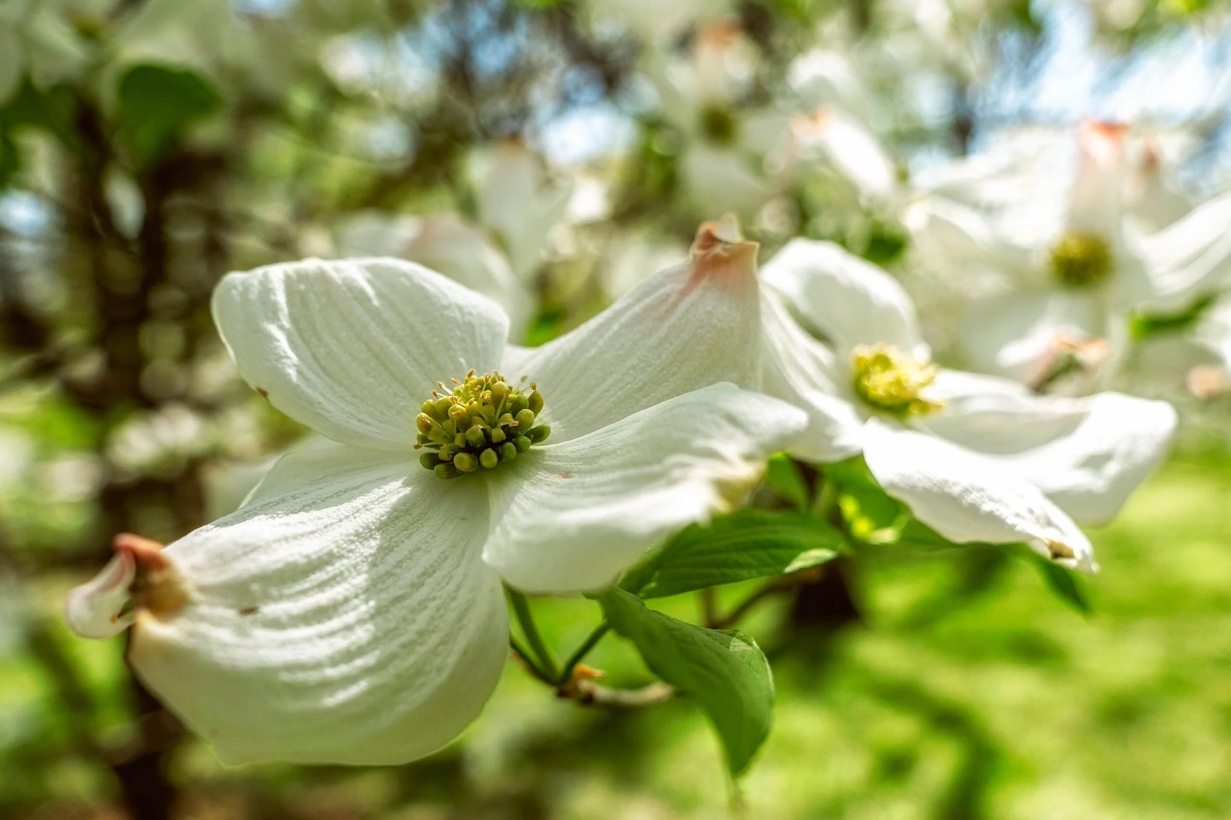 Backlit white dogwood blossom with translucent petals and visible veining, green stamens at center, soft green forest background