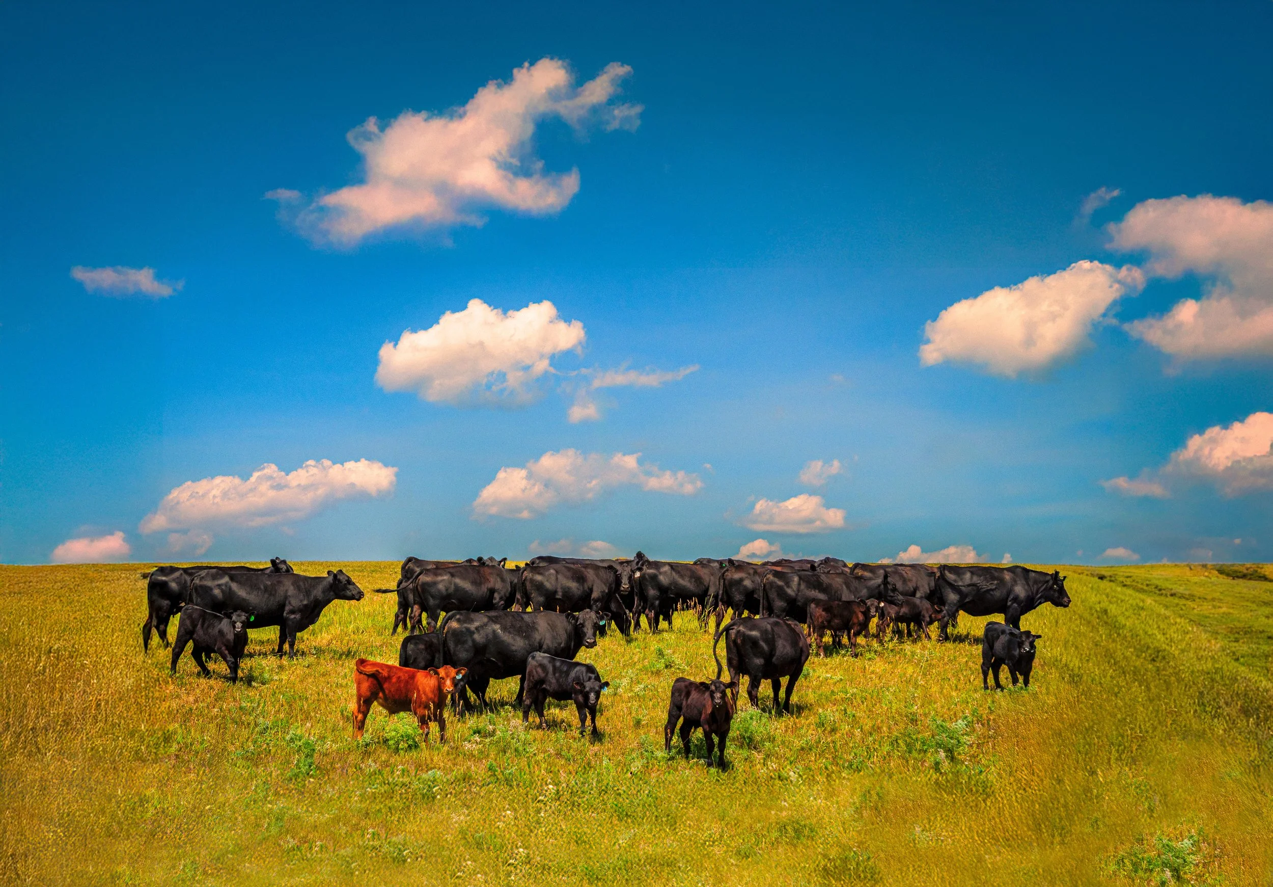 Standing Ground — Rural Realism Fine Art Photography