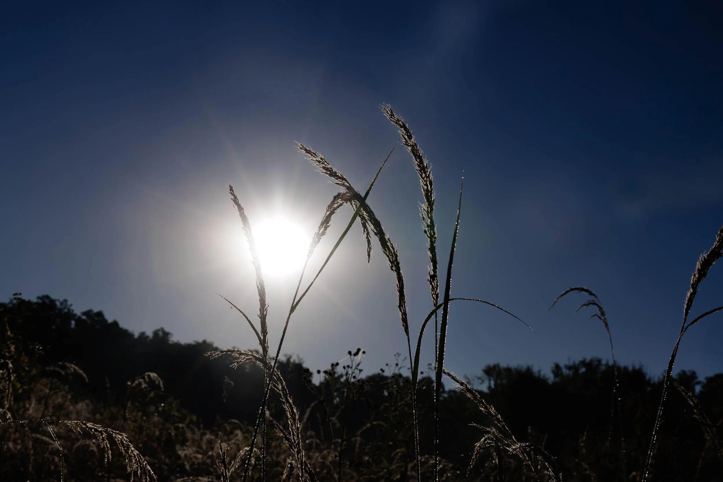 Dew-covered tall grass seed heads in silhouette against a low morning sun and deep blue sky at Quail Ridge Park, Missouri