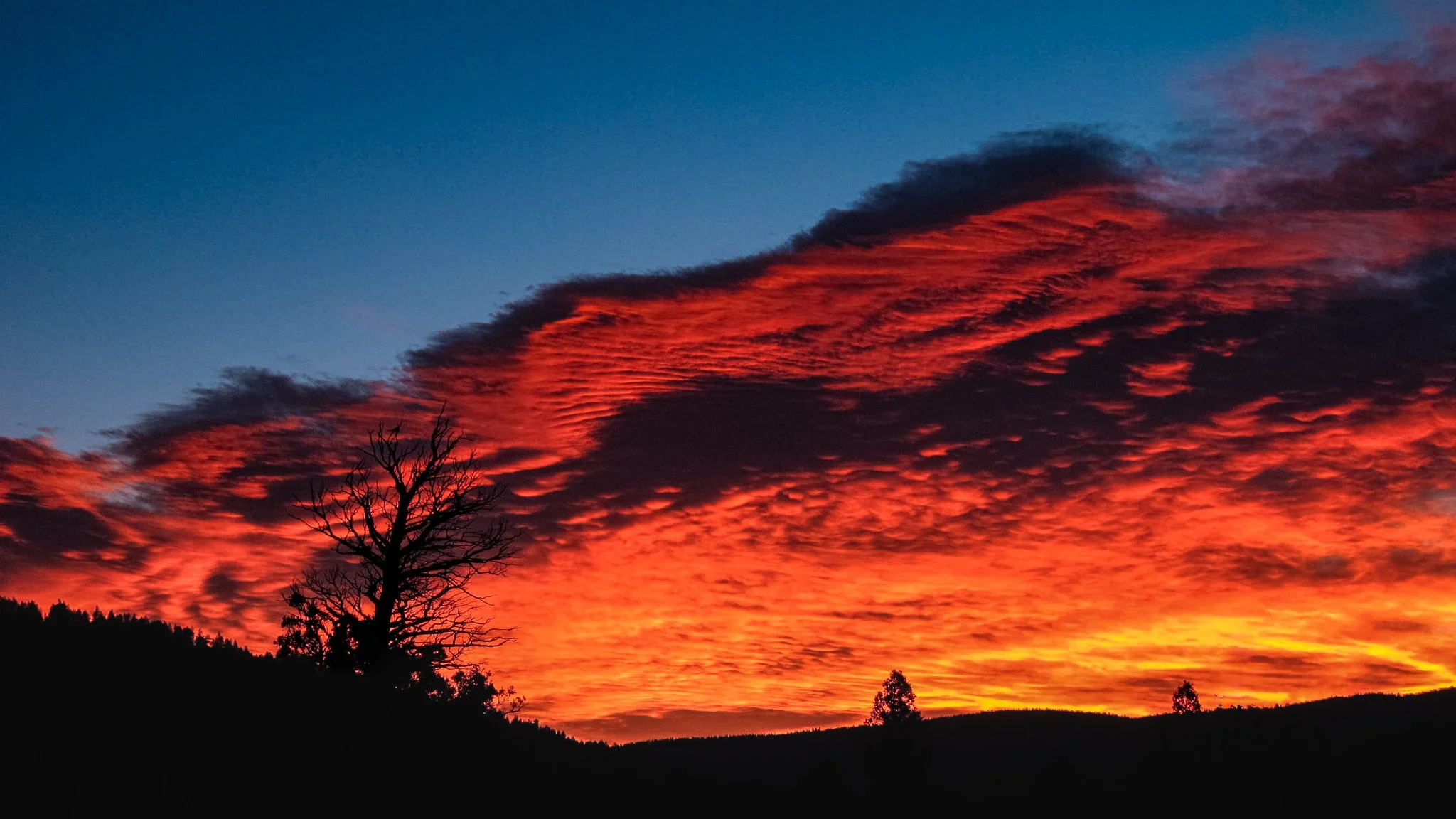 Panoramic fine art photograph of a lone silhouetted tree beneath fiery orange and purple sunset clouds over dark mountain ridges in Colorado.