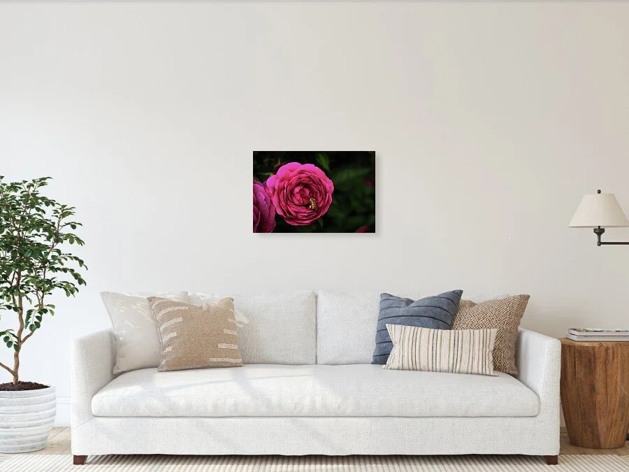 deep-in-the-rose-honeybee-on-magenta-rose-fine-art-print-robert-niemeier-4.jpg