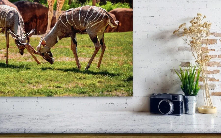 Brothers, close-up detail of the fine art print above a marble ledge with a camera and a plant
