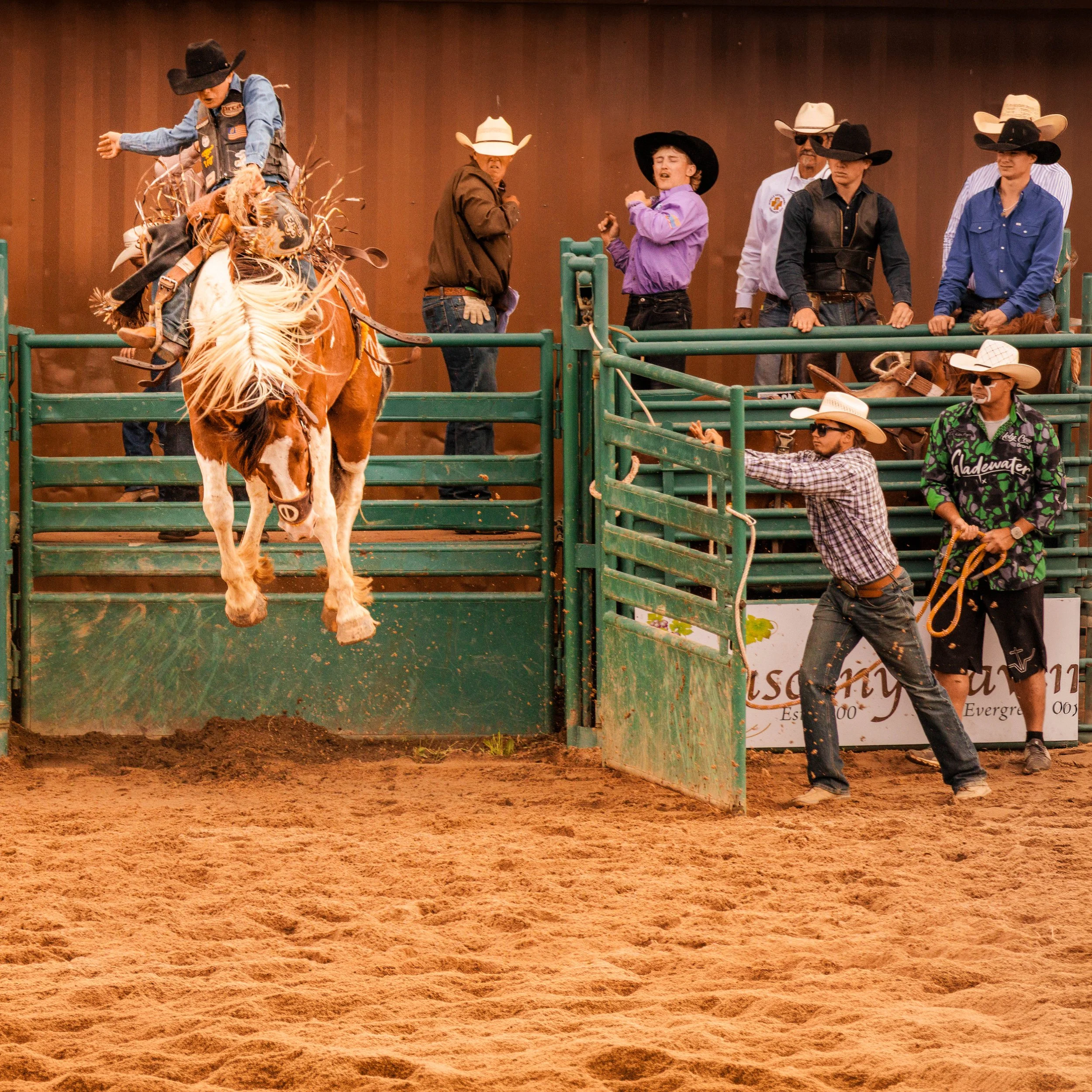 A chestnut paint bronc clears the arena gate panels entirely at the Evergreen Rodeo in Colorado, all four hooves airborne, rider holding position, crowd visibly reacting behind the rail above.