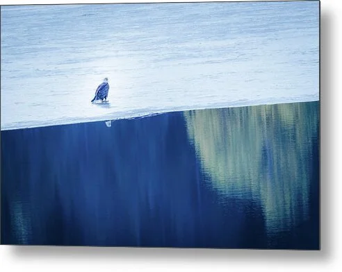 edge-of-stillness-bald-eagle-on-winter-ice-evergreen-lake-colorado-robert-niemeier (2).jpg