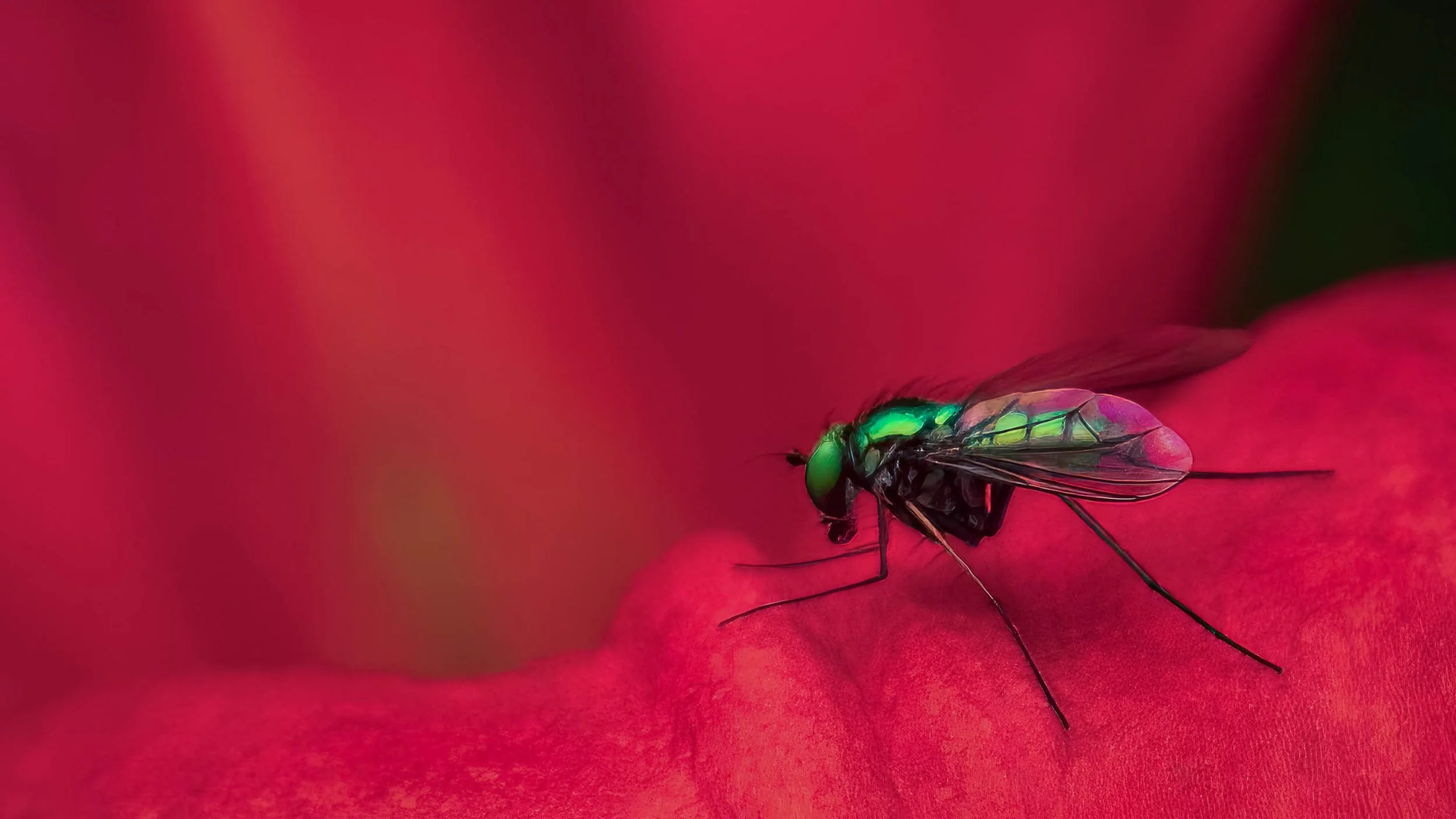 Metallic green fly standing on a deep red petal with soft red petals curving behind it