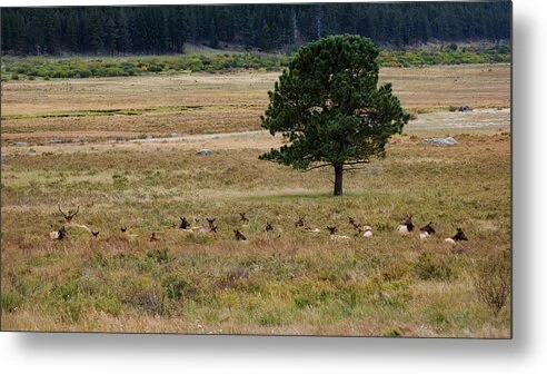 held-at-rest-rocky-mountain-national-park-elk-herd-robert-niemeier (3).jpg