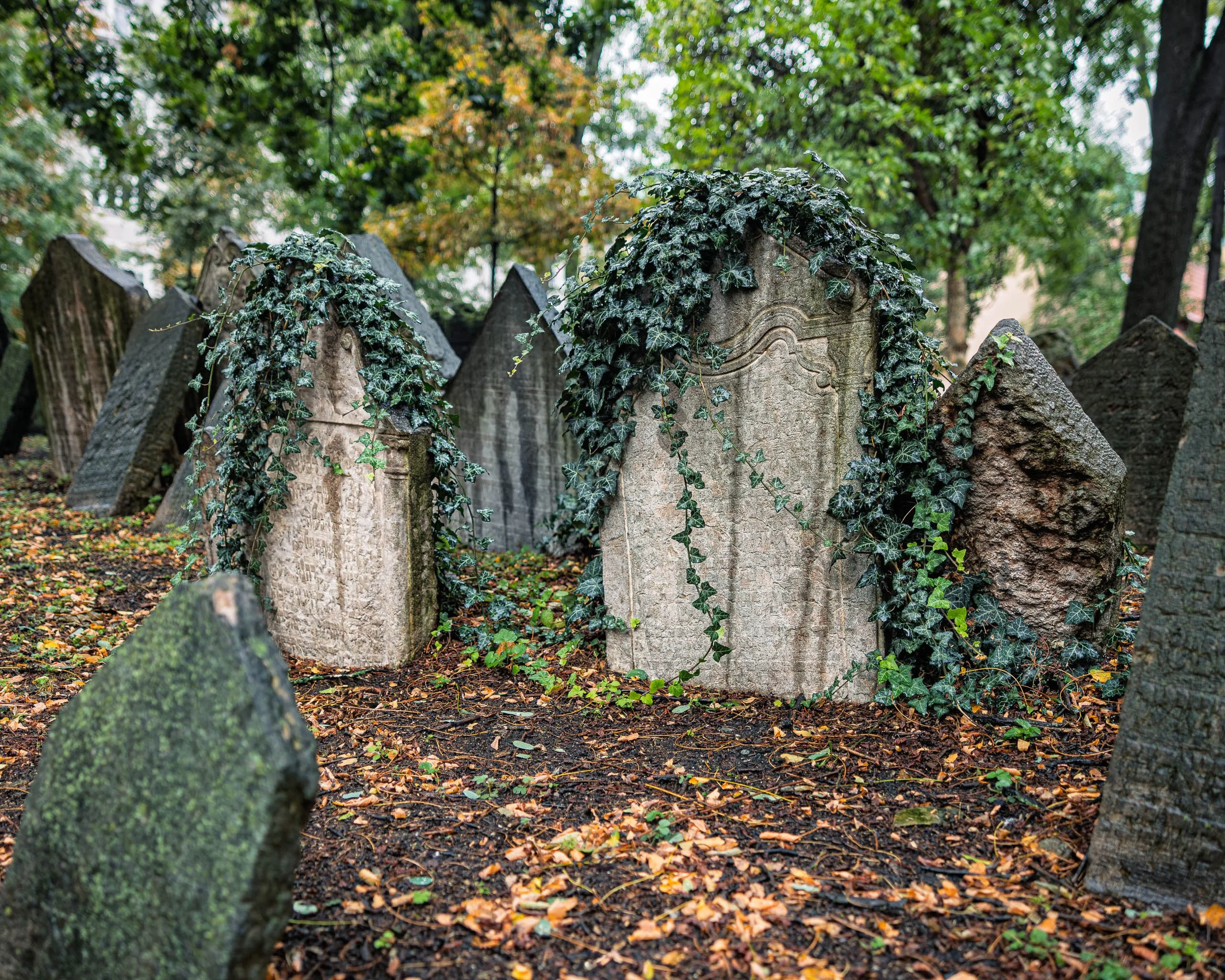 What the Ivy Remembers
