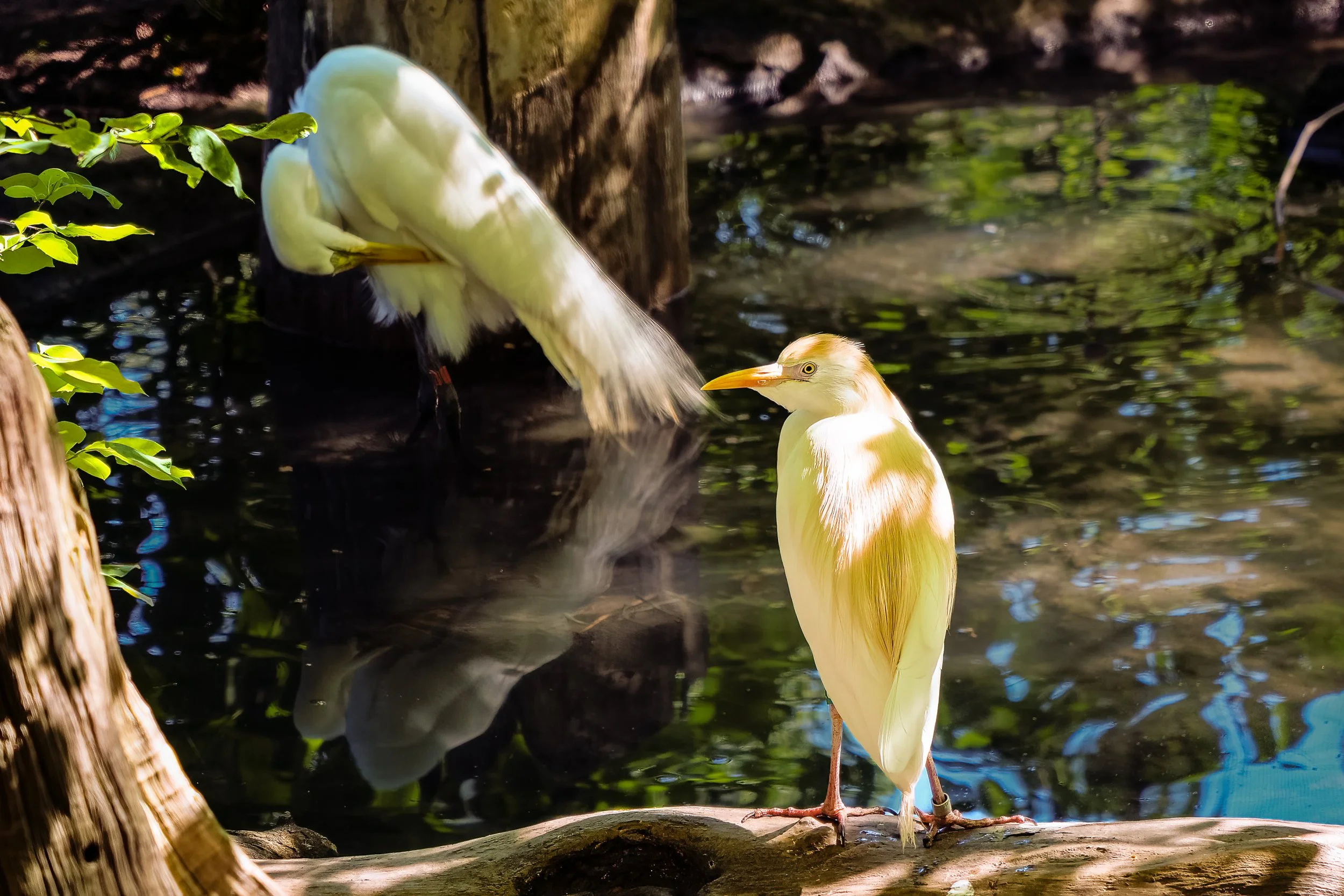 Between Stillness and Motion – fine art photograph of a still cattle egret beside a motion-blurred egret preening, reflected in a shaded pond