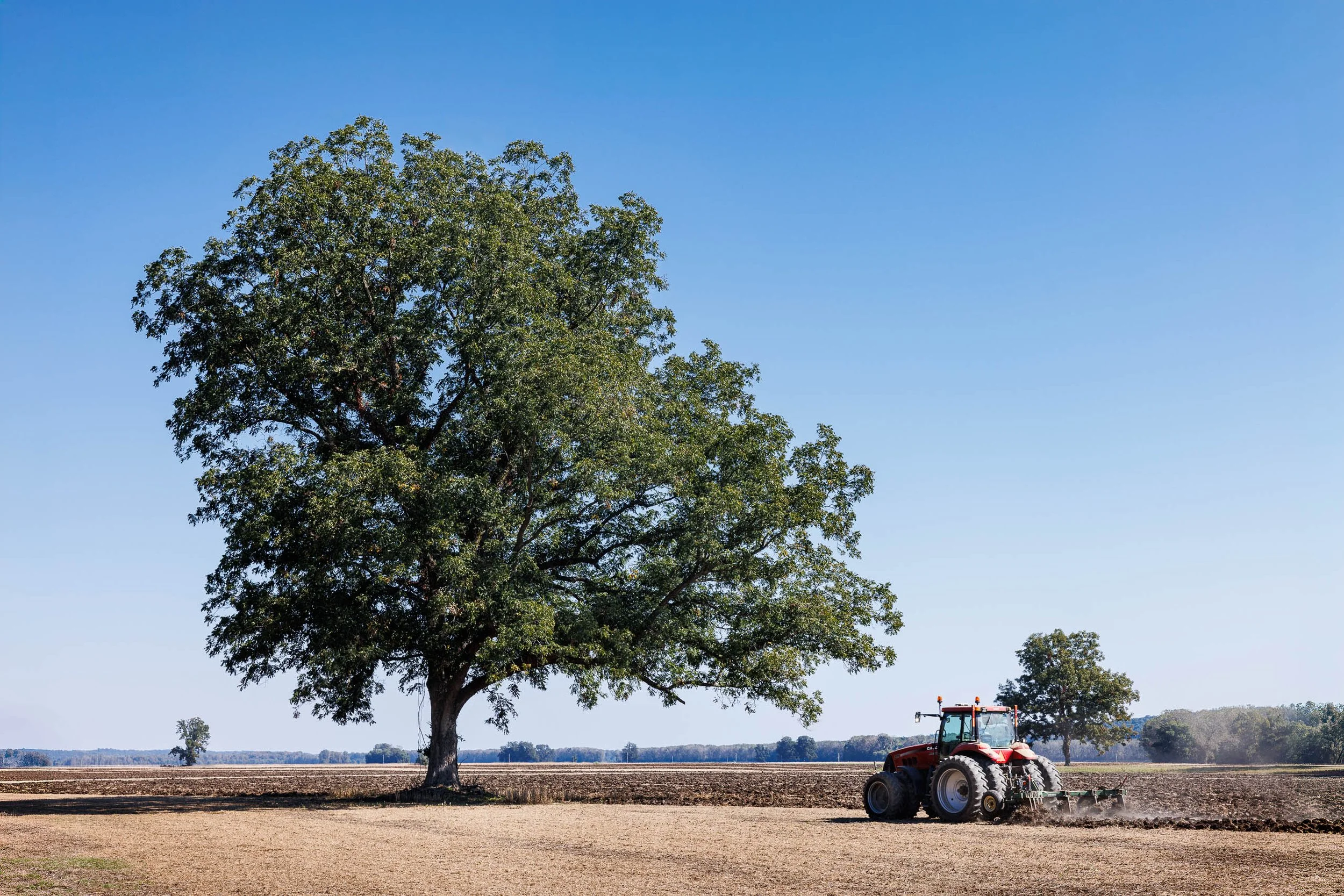 A large green tree stands in a plowed field at the Daniel Boone Judgment Tree Memorial near Defiance, Missouri, under a deep blue sky while a red tractor turns the soil nearby.