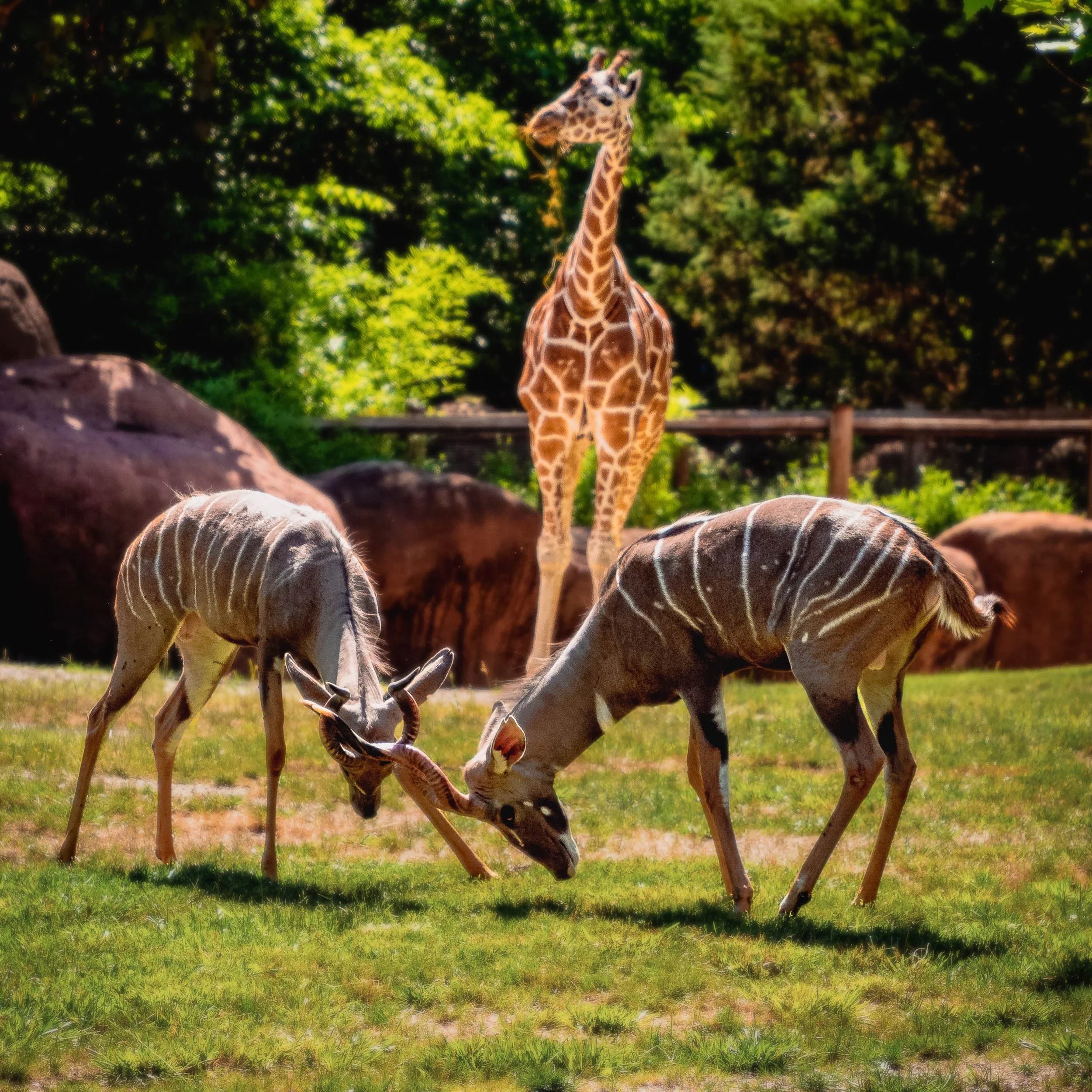 Two lesser kudu with locked horns on green grass while a giraffe stands behind them against red rocks and dark trees