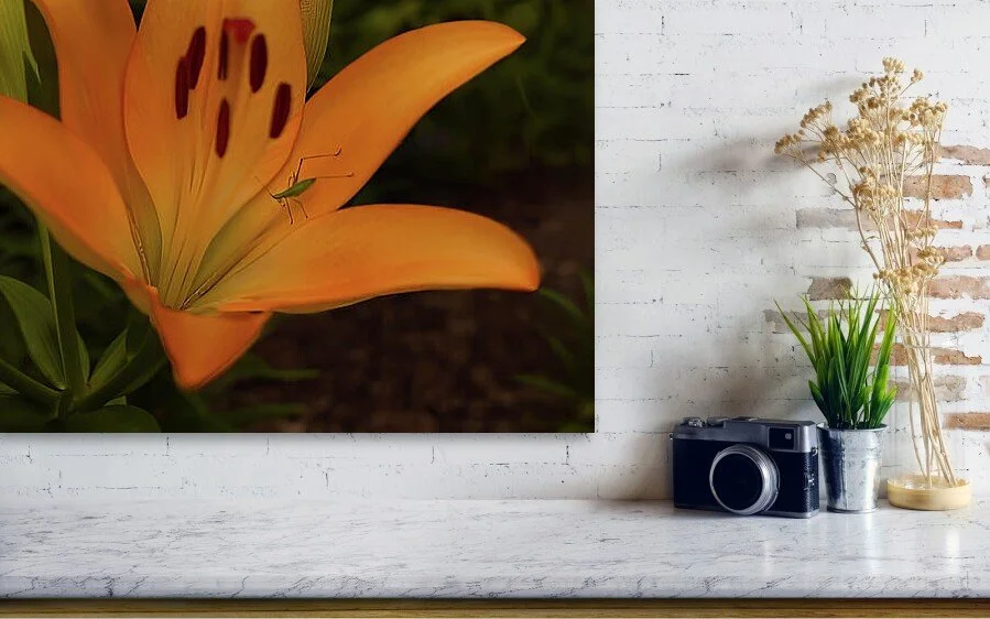 Tenants of the Lily, close-up of the green insect resting on an orange lily petal,  the fine art print above a marble ledge with a camera and a plant
