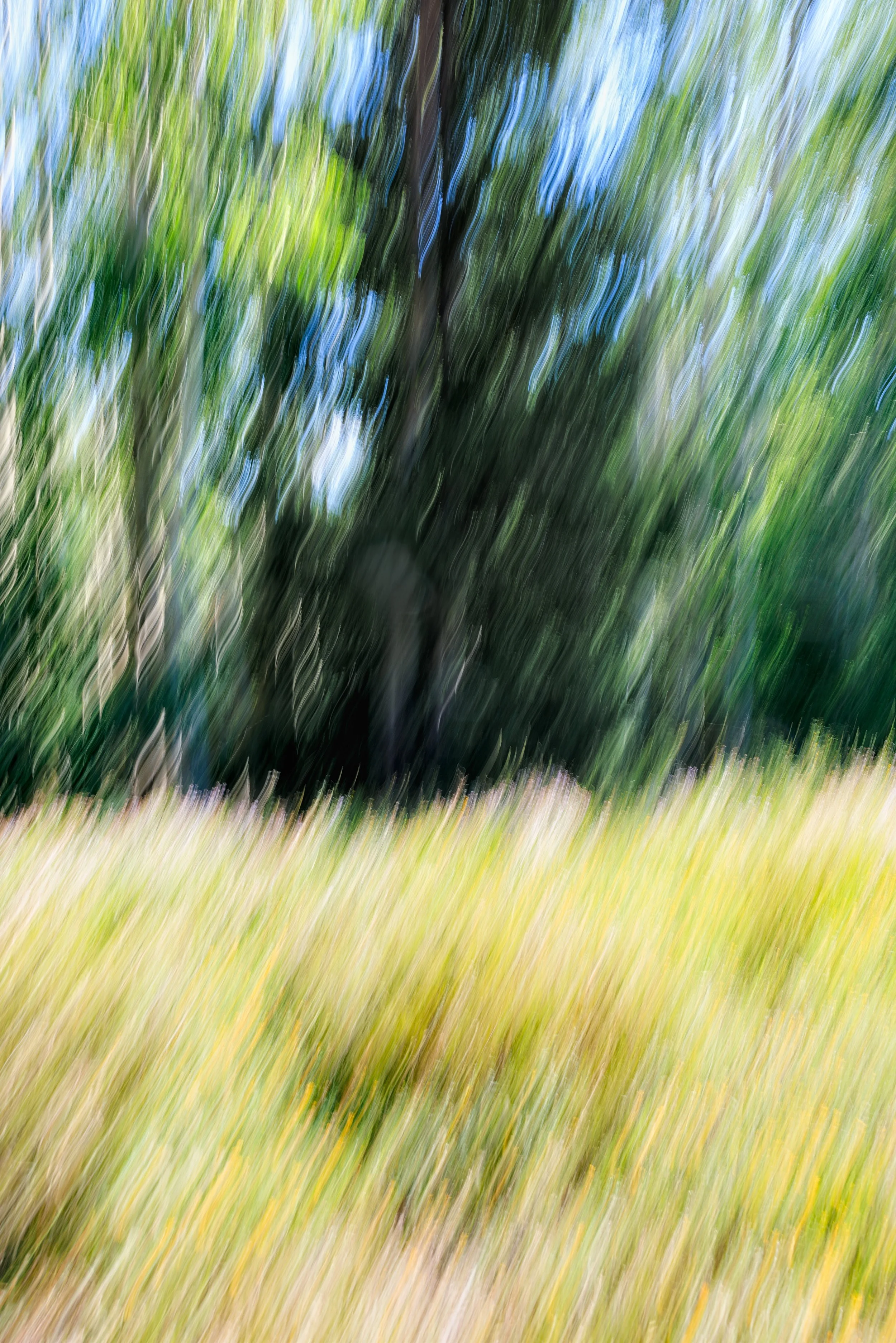 Intentional camera movement study of an aspen grove near Crested Butte, Colorado, showing a golden meadow, streaked white aspen trunks, and deep green canopy against a blue sky