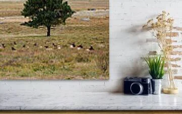 held-at-rest-rocky-mountain-national-park-elk-herd-robert-niemeier.jpg