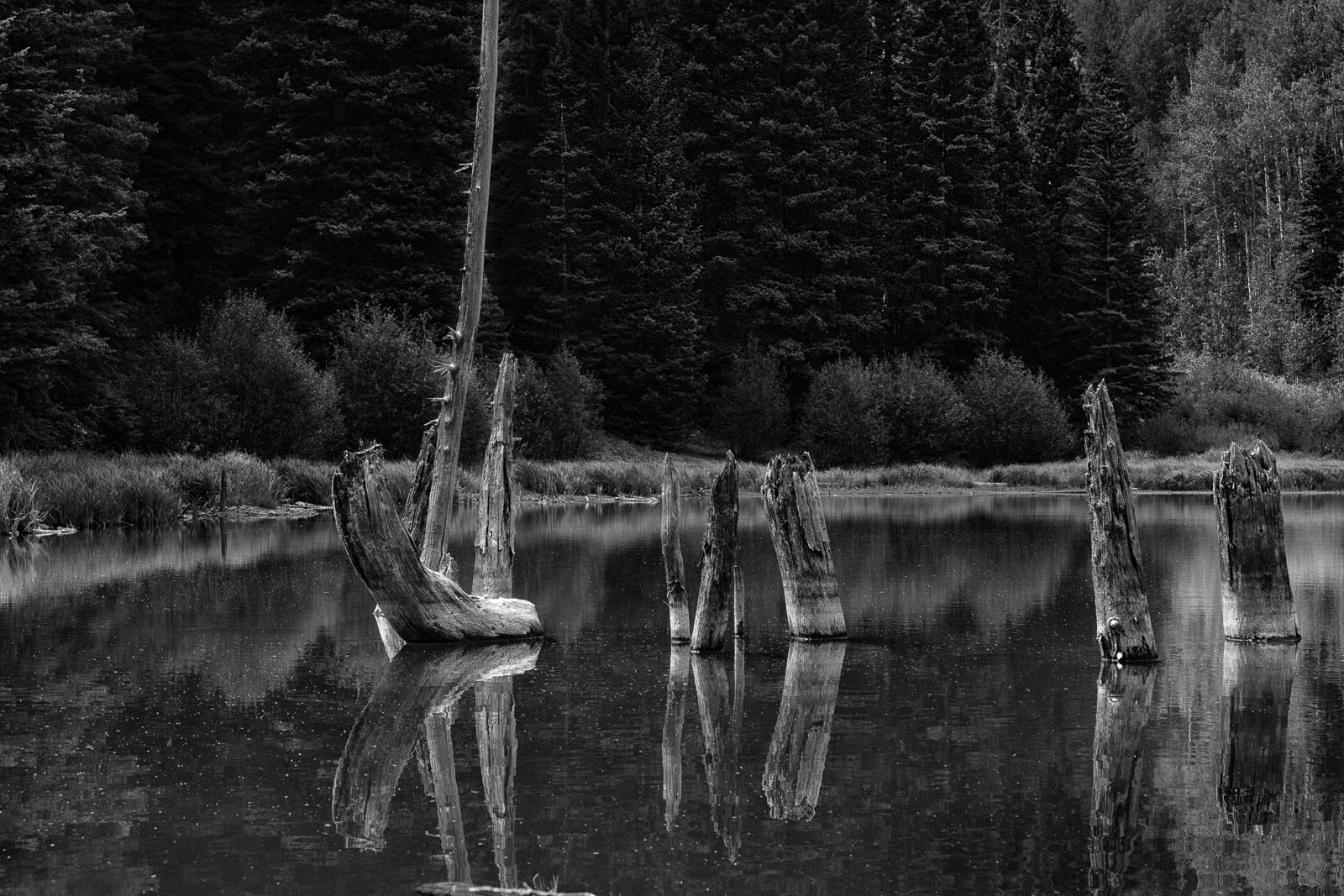 Black-and-white landscape photograph of weathered tree trunks and stumps rising from a still mountain pond, with their forms reflected in dark water against a forest background.