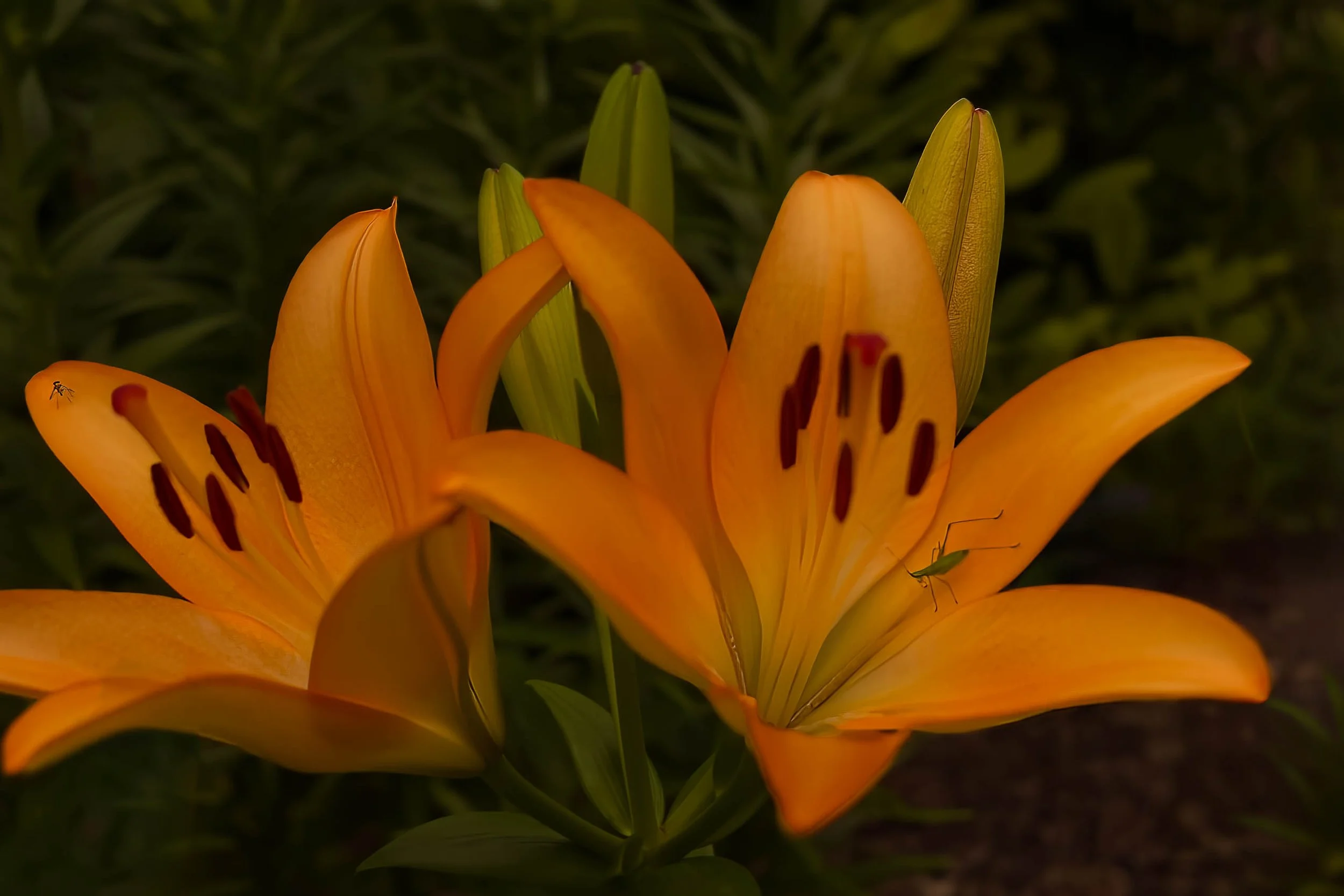 Tenants of the Lily