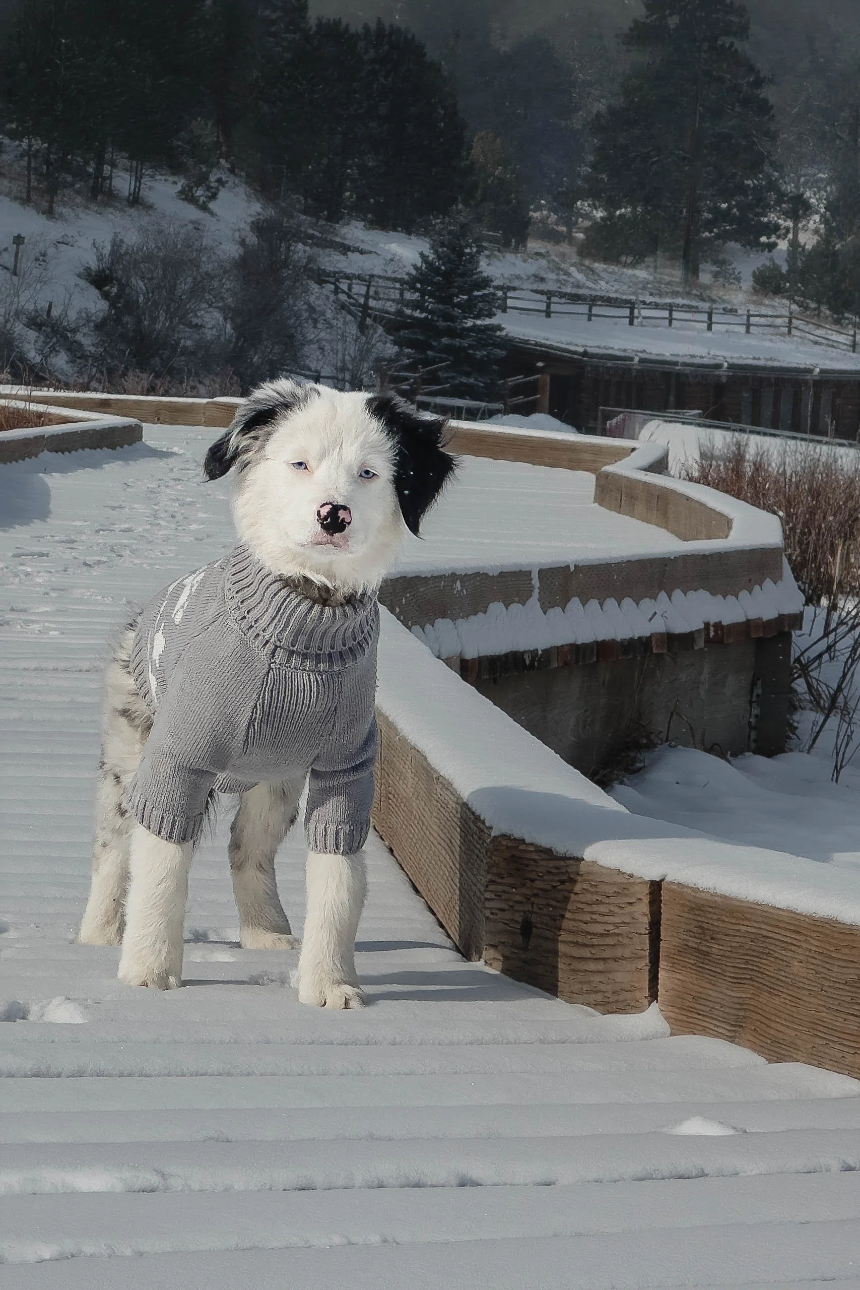 Border collie mix puppy with blue eyes in a gray knit sweater on a snow-covered boardwalk, Evergreen, Colorado