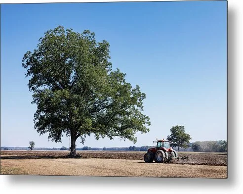 beneath-the-judgment-tree-robert-niemeier.jpg
