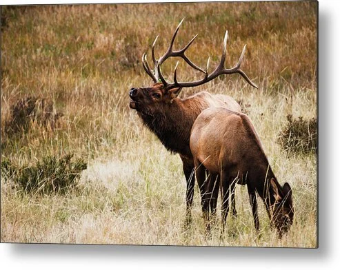 falling-on-deaf-ears-rocky-mountain-elk-rut-photography-robert-niemeier.jpg