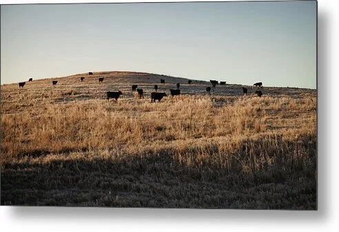 frostline-kansas-cattle-on-a-frosted-hill-robert-niemeier.jpg