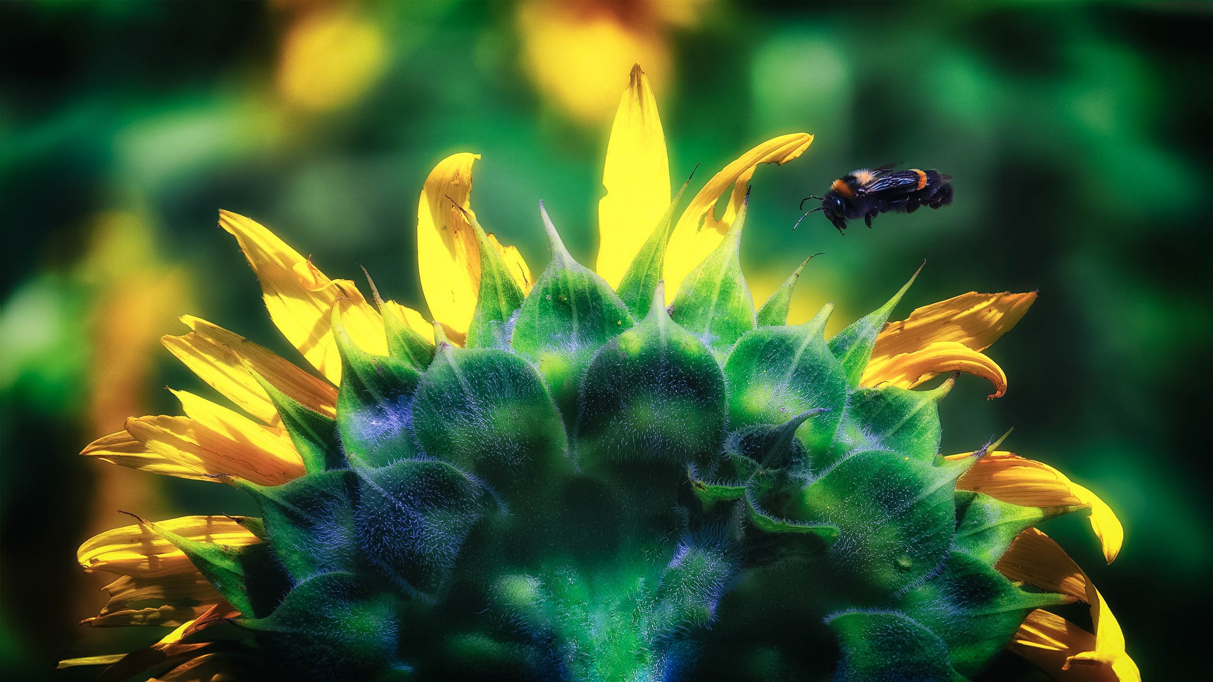 Fine art close-up photograph titled Gold Inversion, featuring a brilliant yellow flower with a bee pollinating the center, contrasted against a dark, moody background. (Copy)