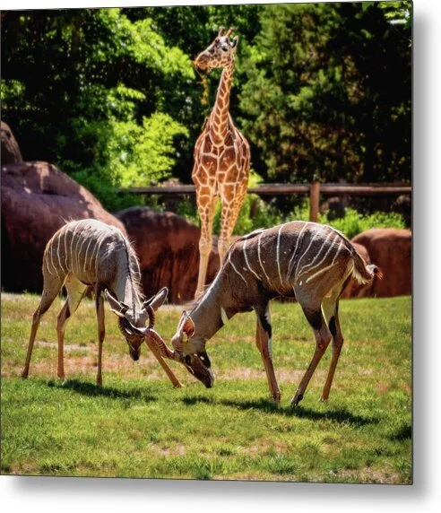 Brothers, fine art photograph by Robert Niemeier, full view