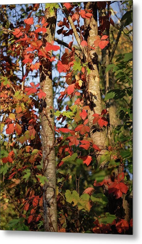autumn-leaves-on-birch-trees-robert-niemeier.jpg