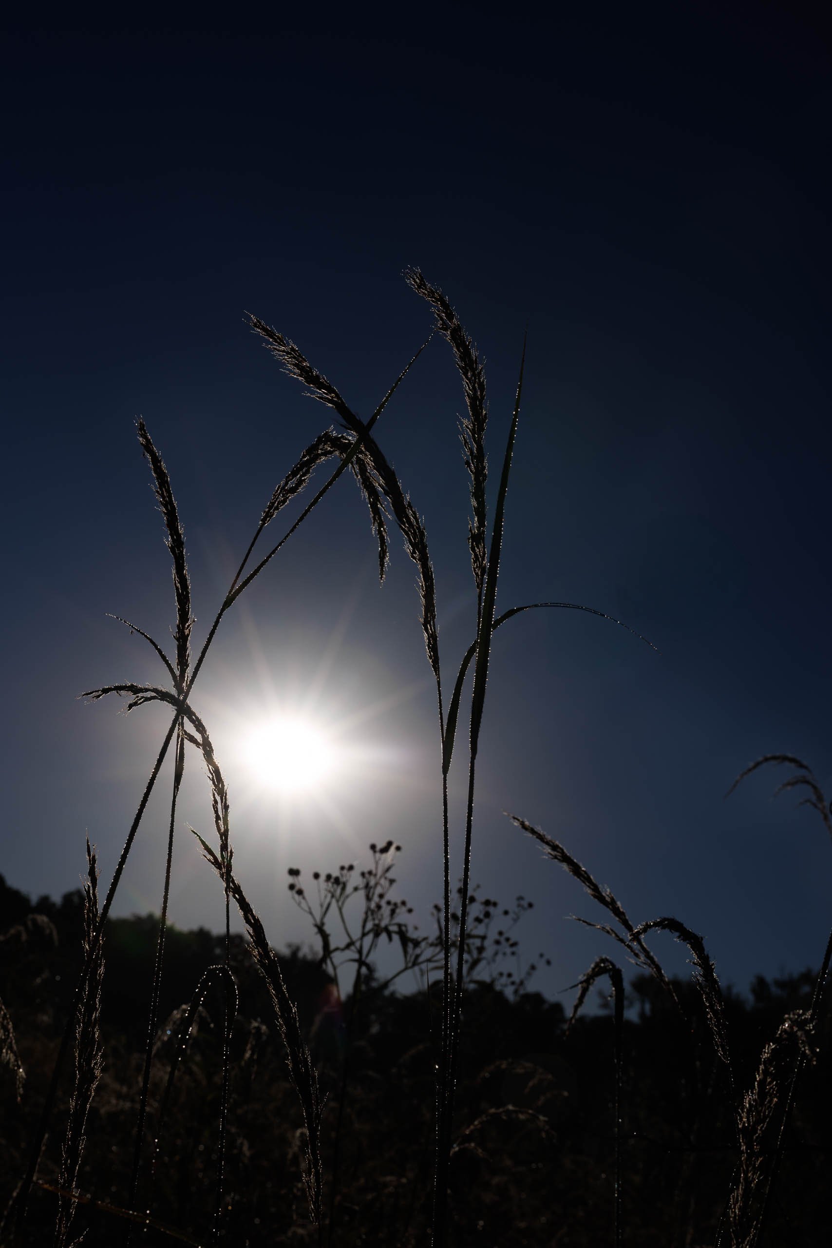 Dew-beaded grass blades and seed heads crossing in silhouette in front of a low morning sun starburst against a deep navy sky at Quail Ridge, Missouri