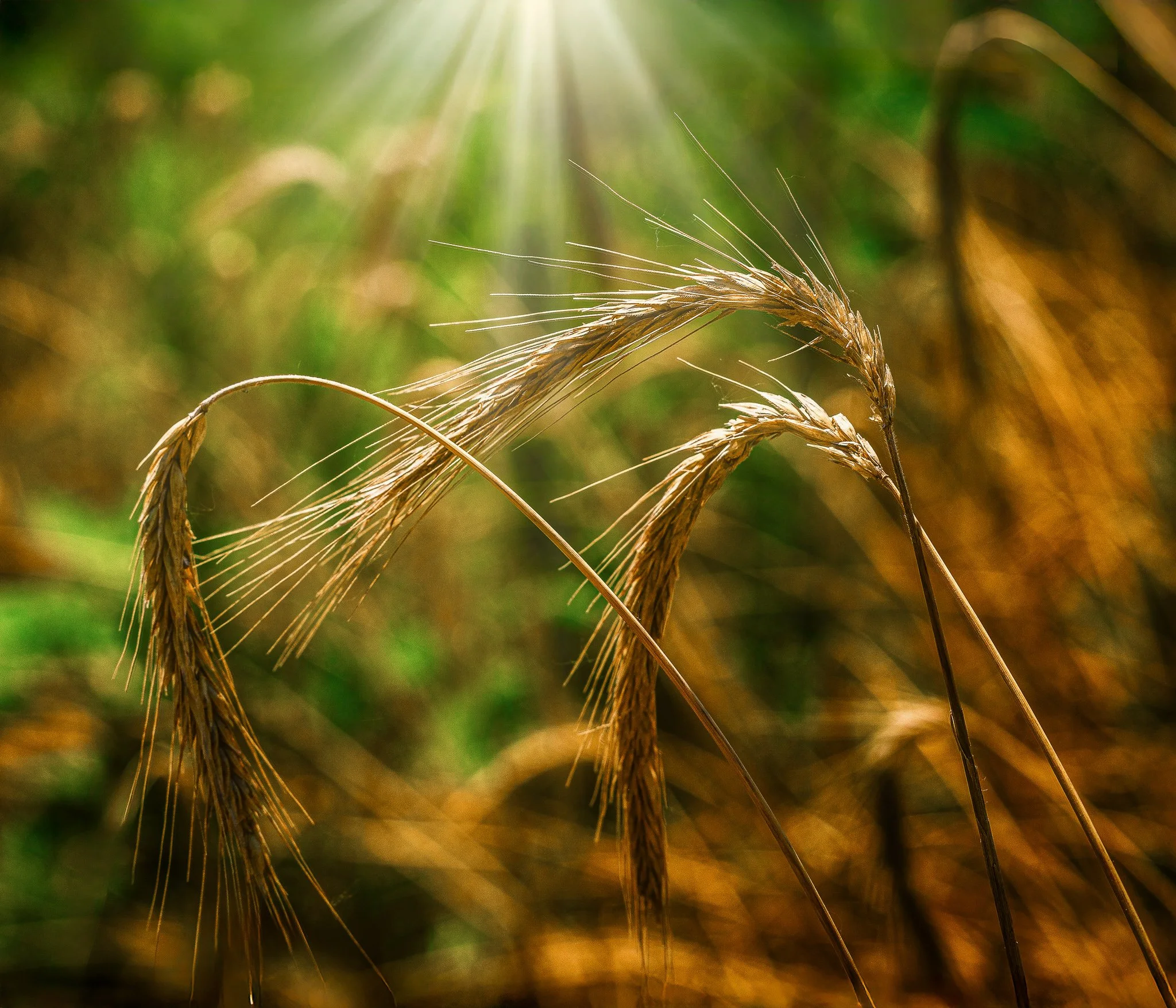 Seeds of the Meadow