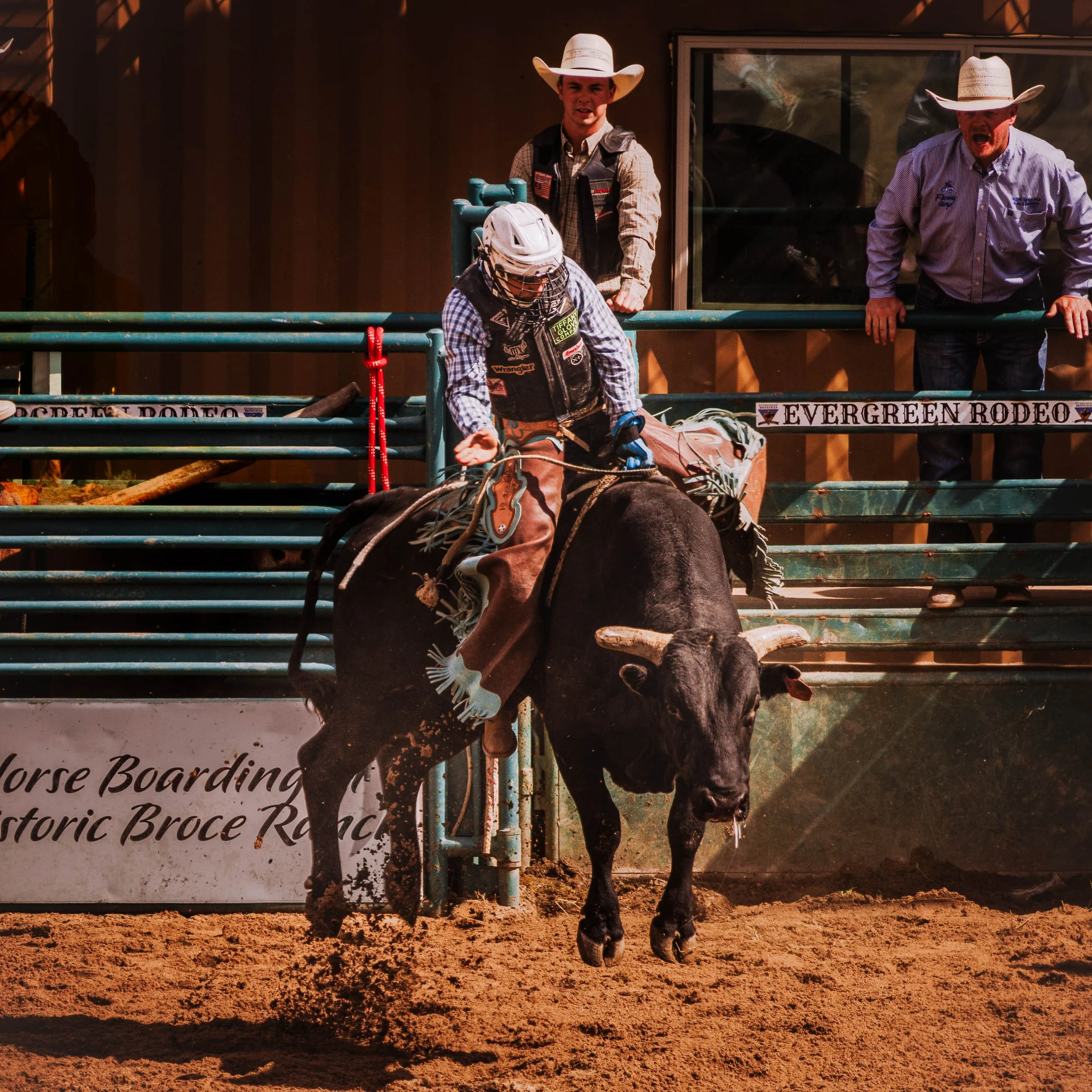 A bull rider holds position on a massive black bull at the Evergreen Rodeo in Colorado, the bull's horns and face visible, two figures watching from the rail above with focused intensity.