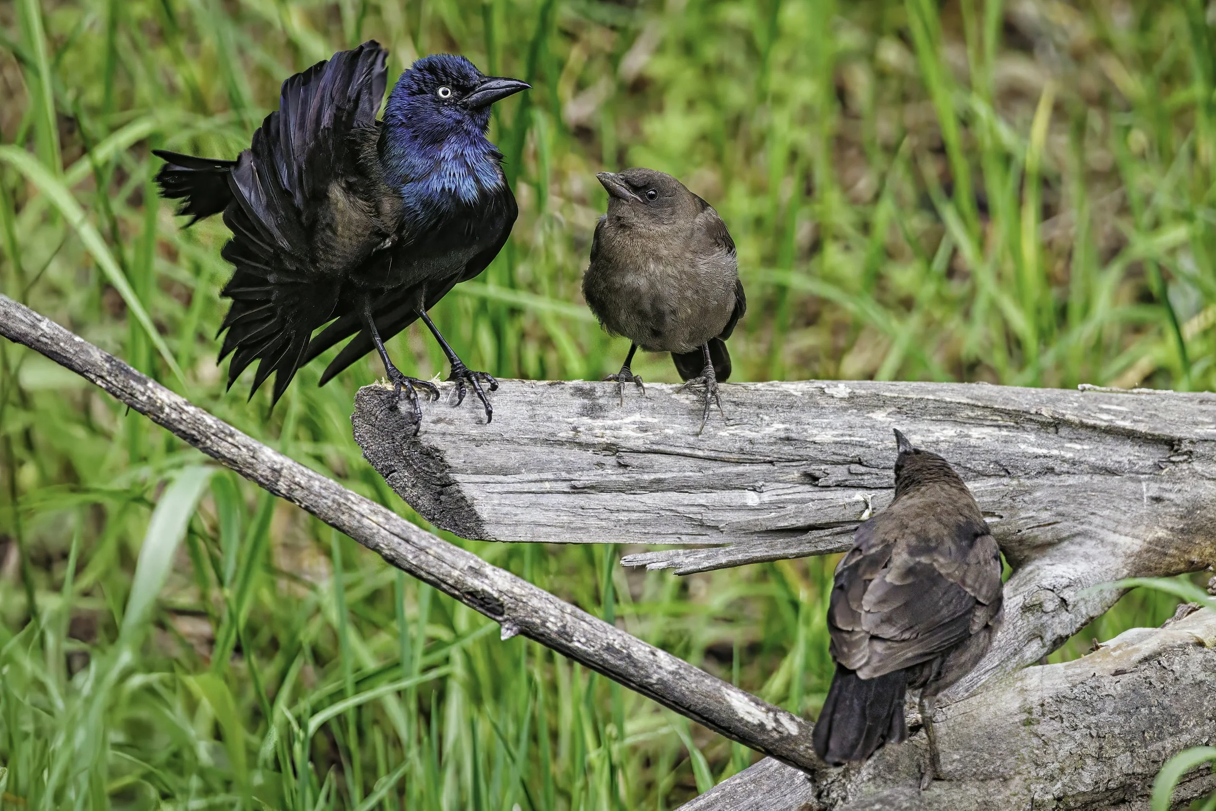 the-argument-grackle-cowbird-fine-art-photography