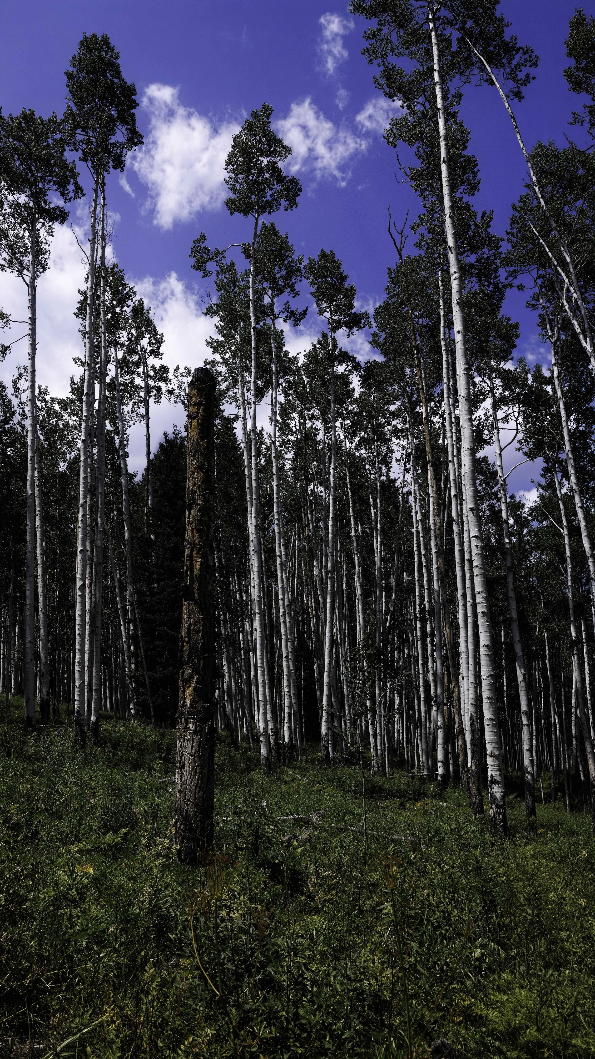 A tall, dark charred aspen trunk stands upright among a grove of living white-barked aspens under a deep blue sky at Kebler Pass, Colorado