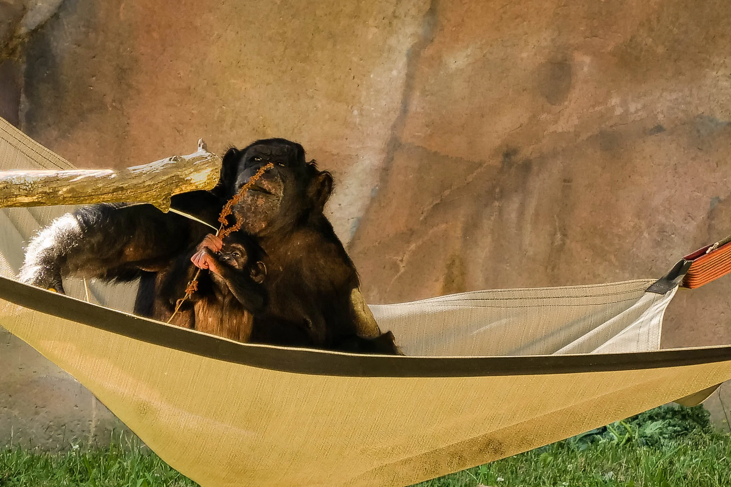 Chimpanzee mother holding her baby in a gold hammock against a rust-colored rock wall, the infant gripping a stem
