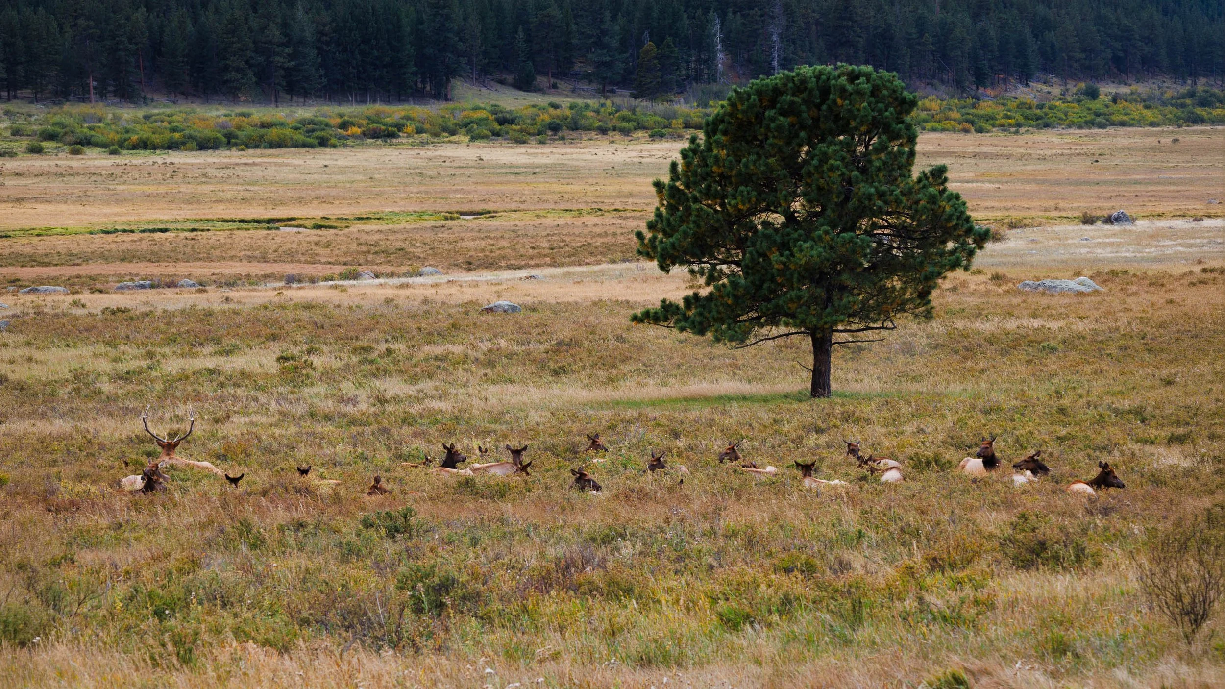 A herd of elk rests together in a golden Rocky Mountain National Park meadow beneath a solitary pine tree, with pine forest and mountains in the background