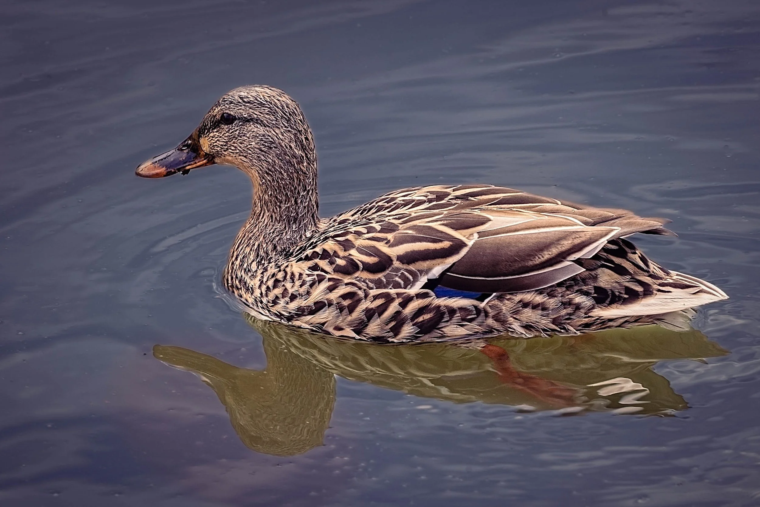 Mallard hen swimming on calm water with a soft reflection beneath her, feather detail lit by warm afternoon light