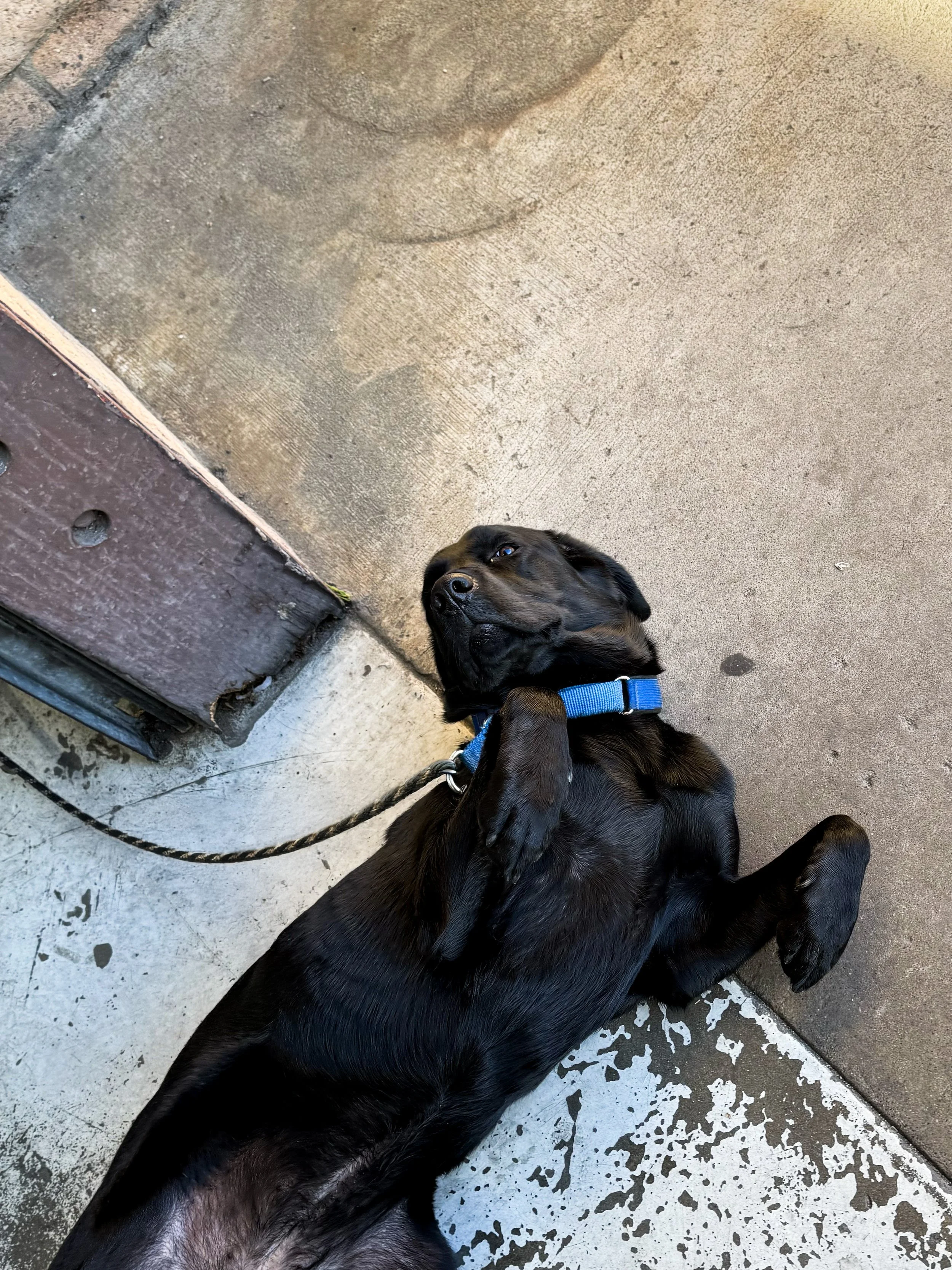 A black puppy with a blue collar lying on a concrete floor, next to a wall with a mix of brick and concrete surface.