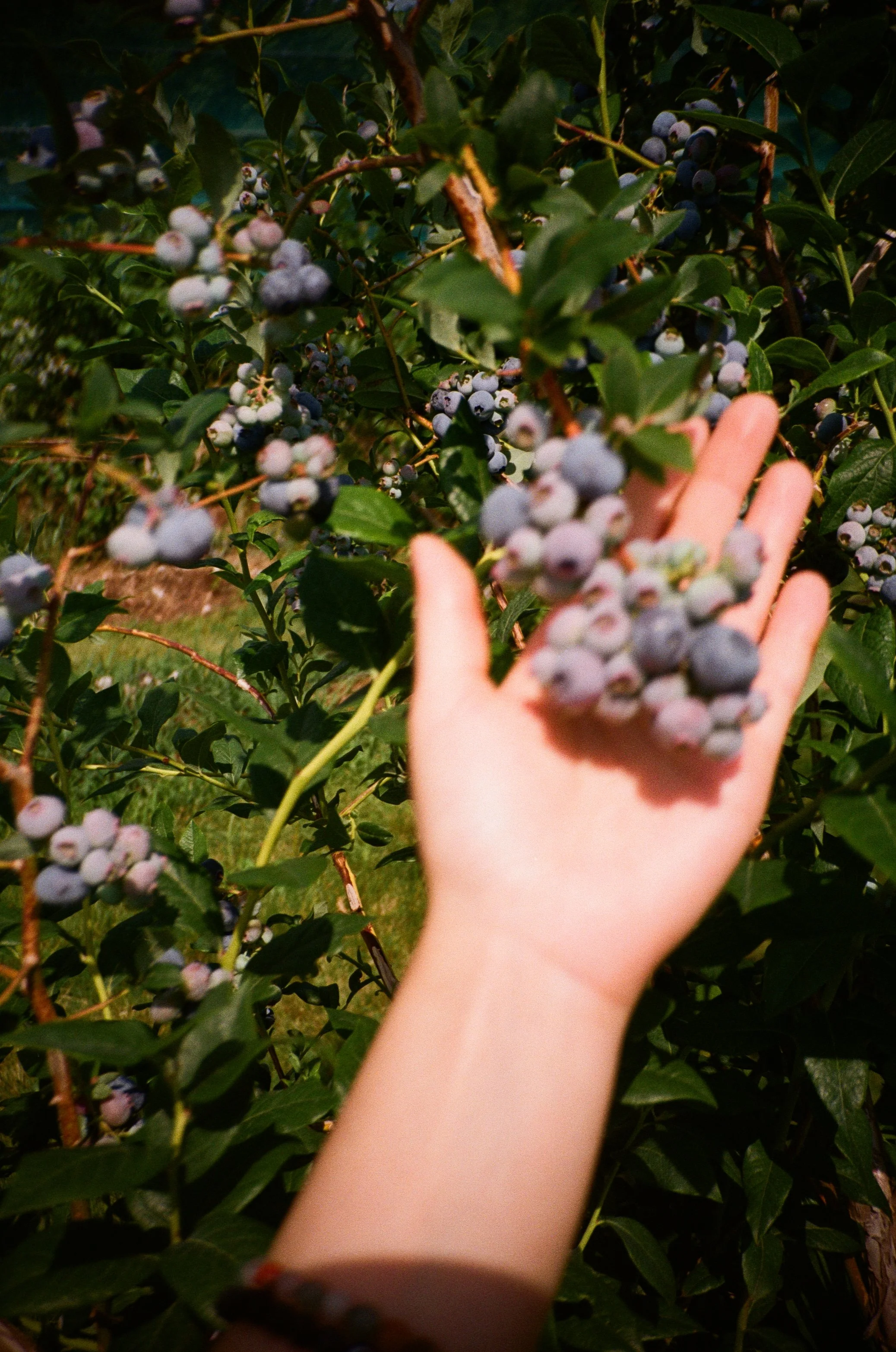 holding blueberries on the vine with my left hand