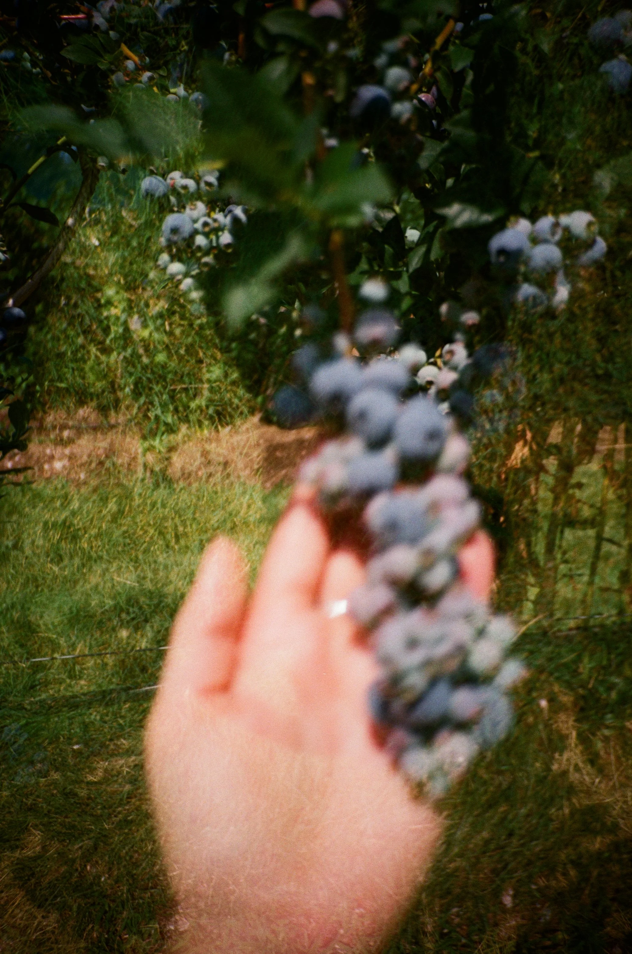 holding blueberries on the vine with my left hand-double exposure against grass texture
