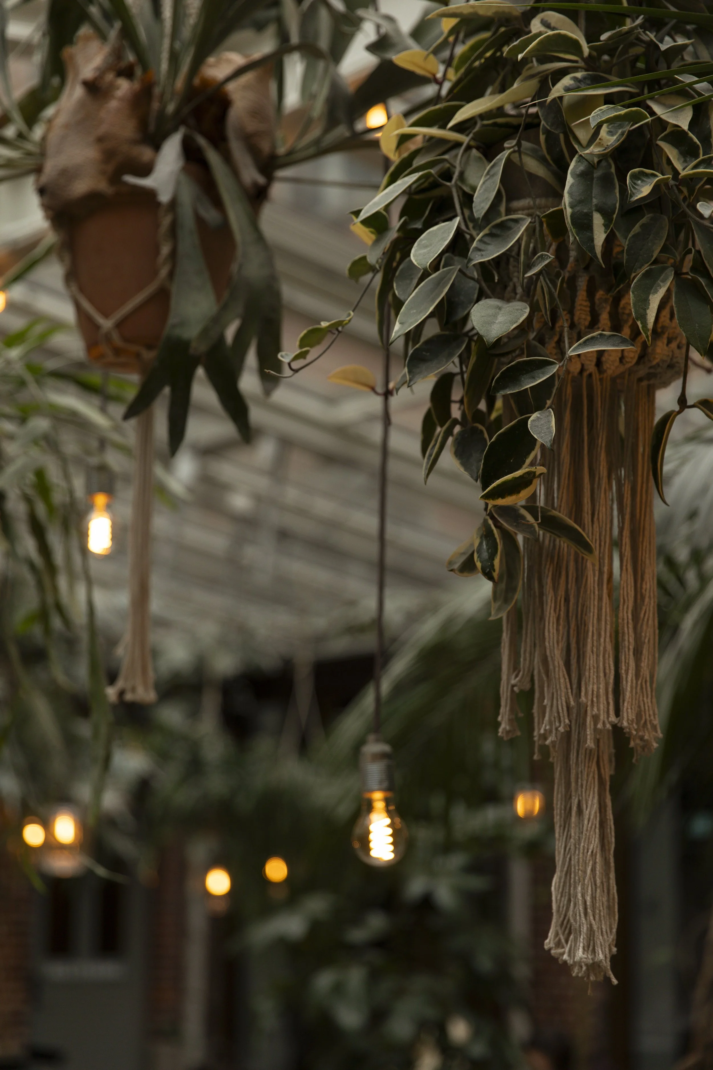 Hanging plants in a greenhouse with warm string lights in the background.