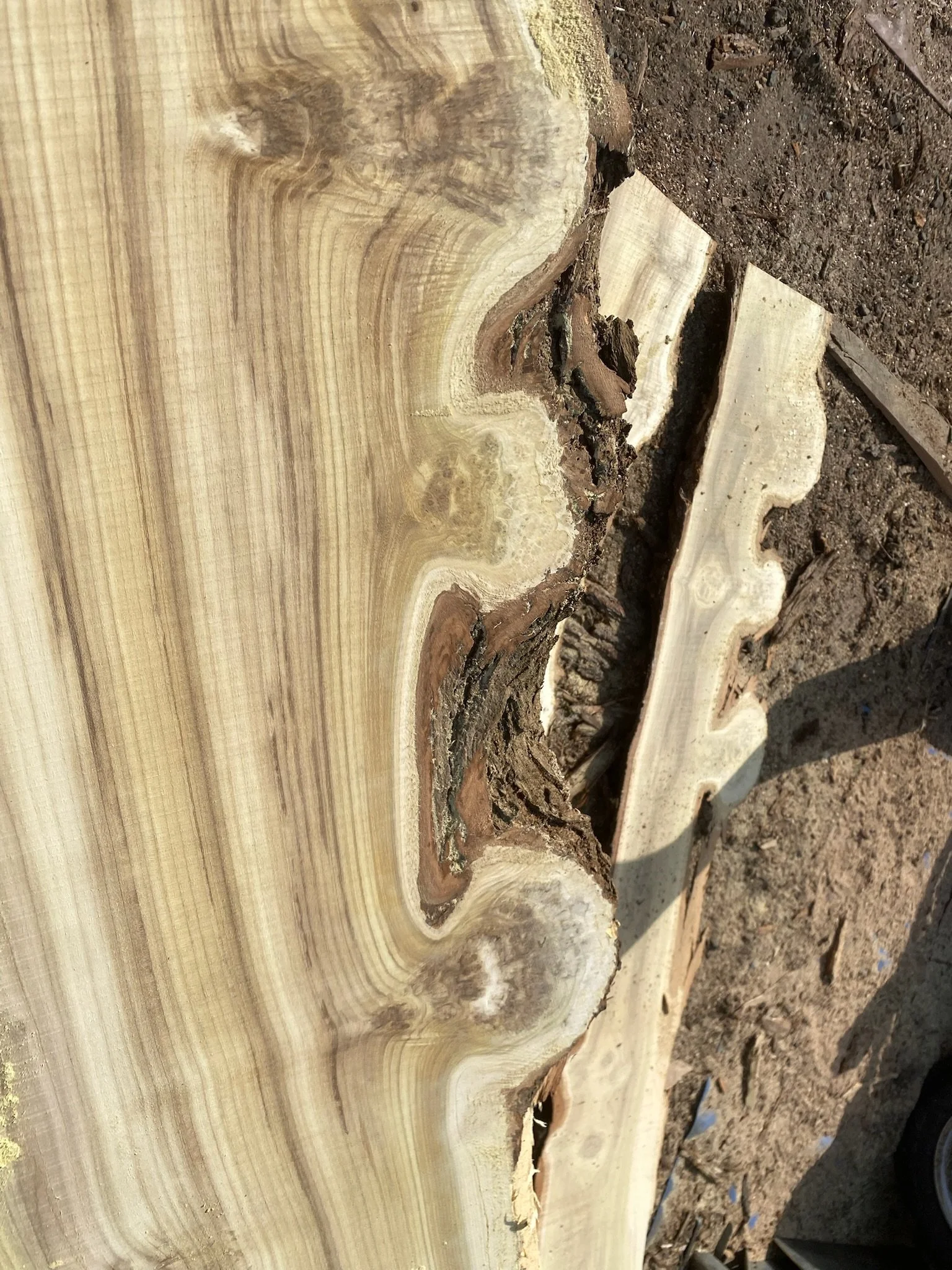 Speciality timber - believed to be Robinia