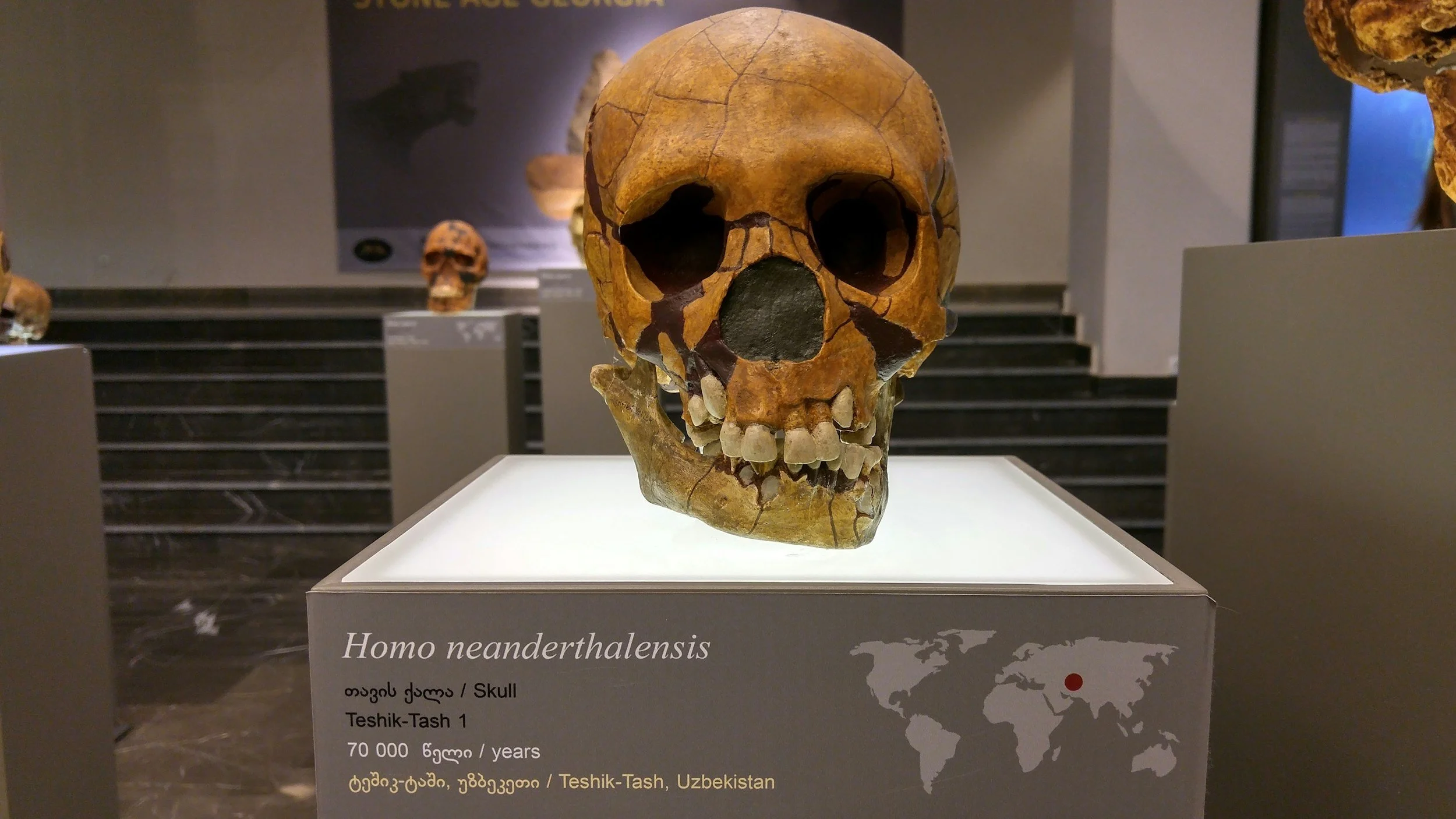 Homo Neanderthal - Day 6 Neanderthals had 21 pairs of Chromosomes No Breathe of God - Extinct