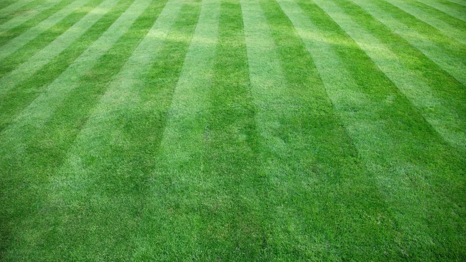 Green grass with evenly cut grass stripes in a lawn.