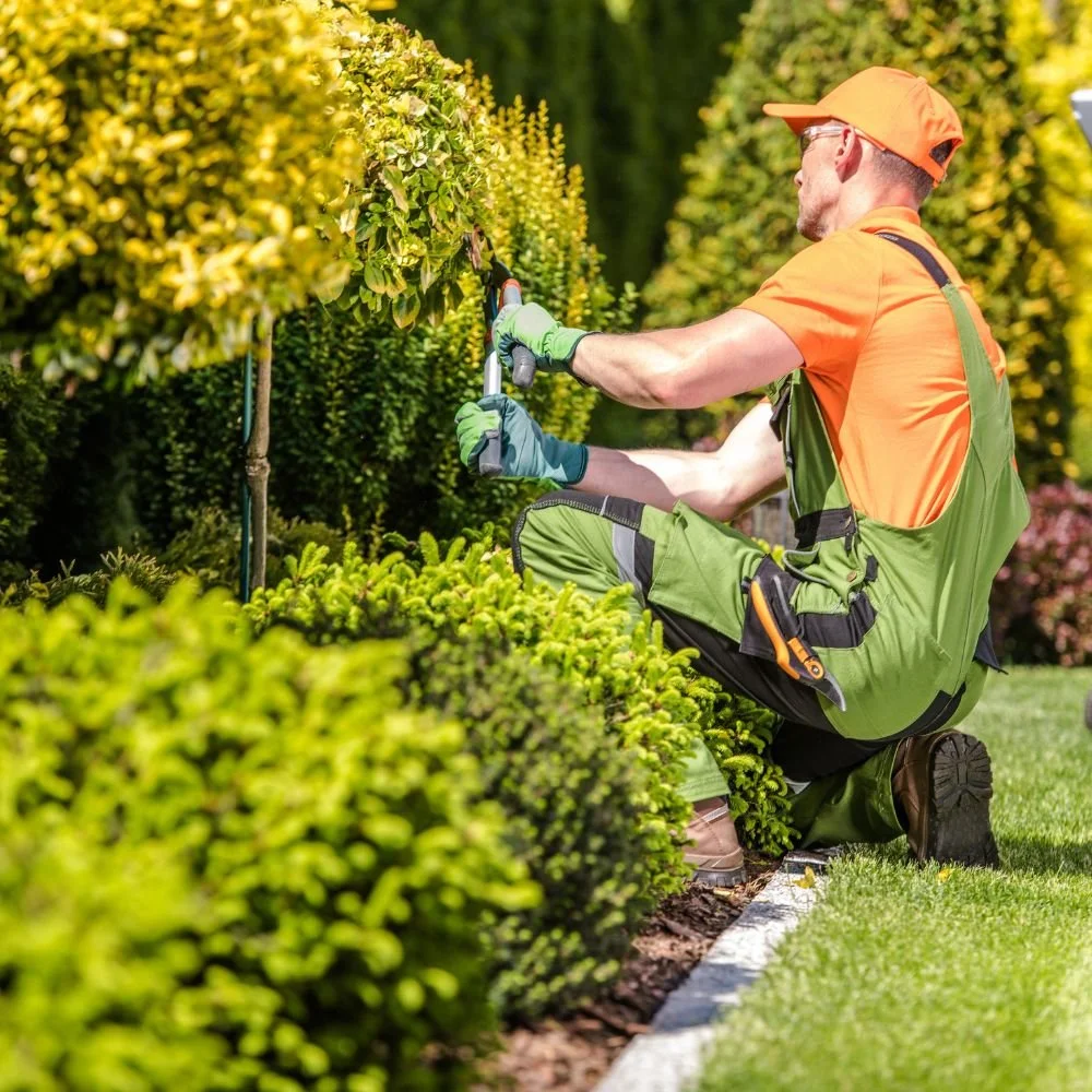 Man mowing a lush green lawn using a robotic lawn mower in a garden with tall bushes and trees.