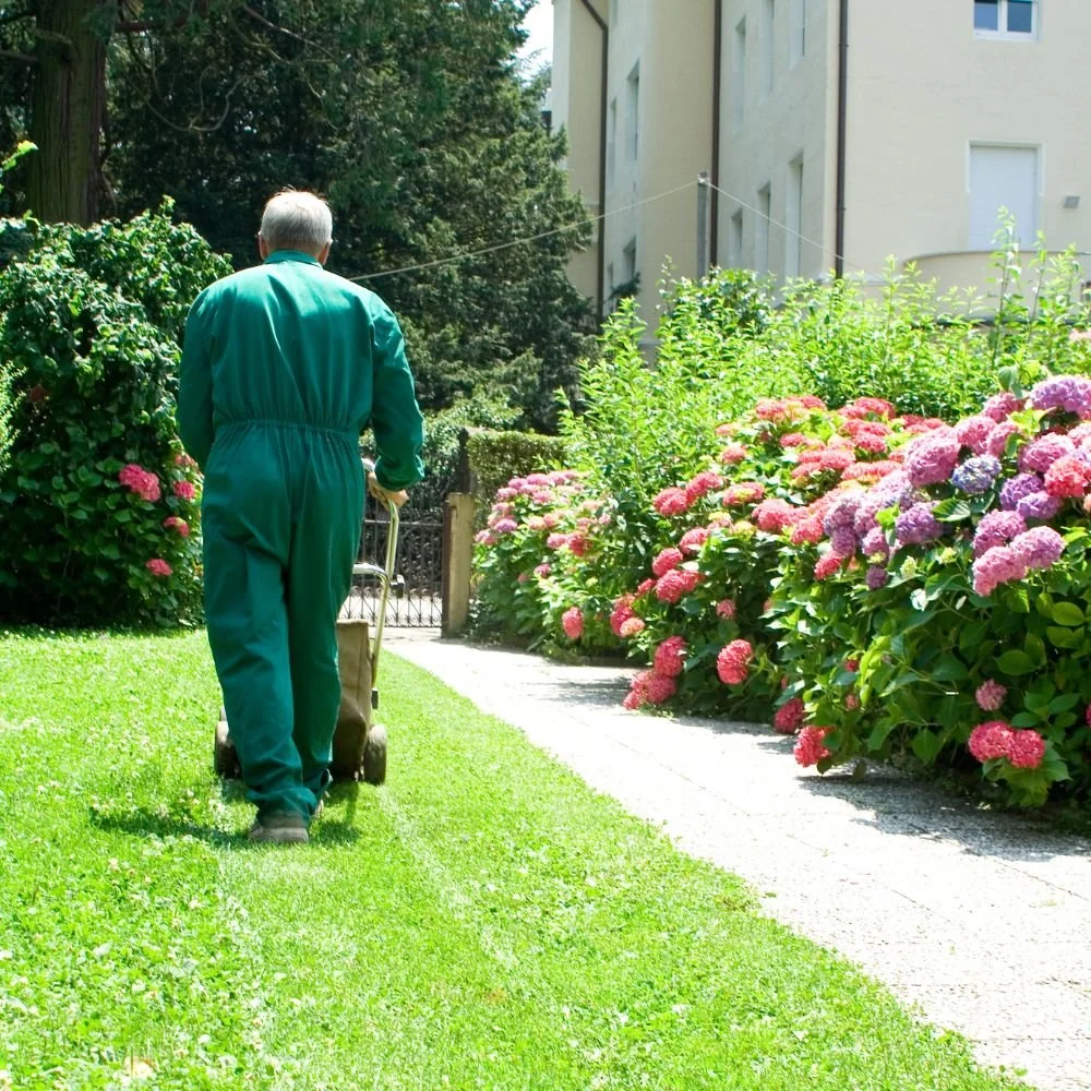A lawnmower on a well-maintained grassy yard with a row of tall evergreen trees in the background, bathed in sunlight.